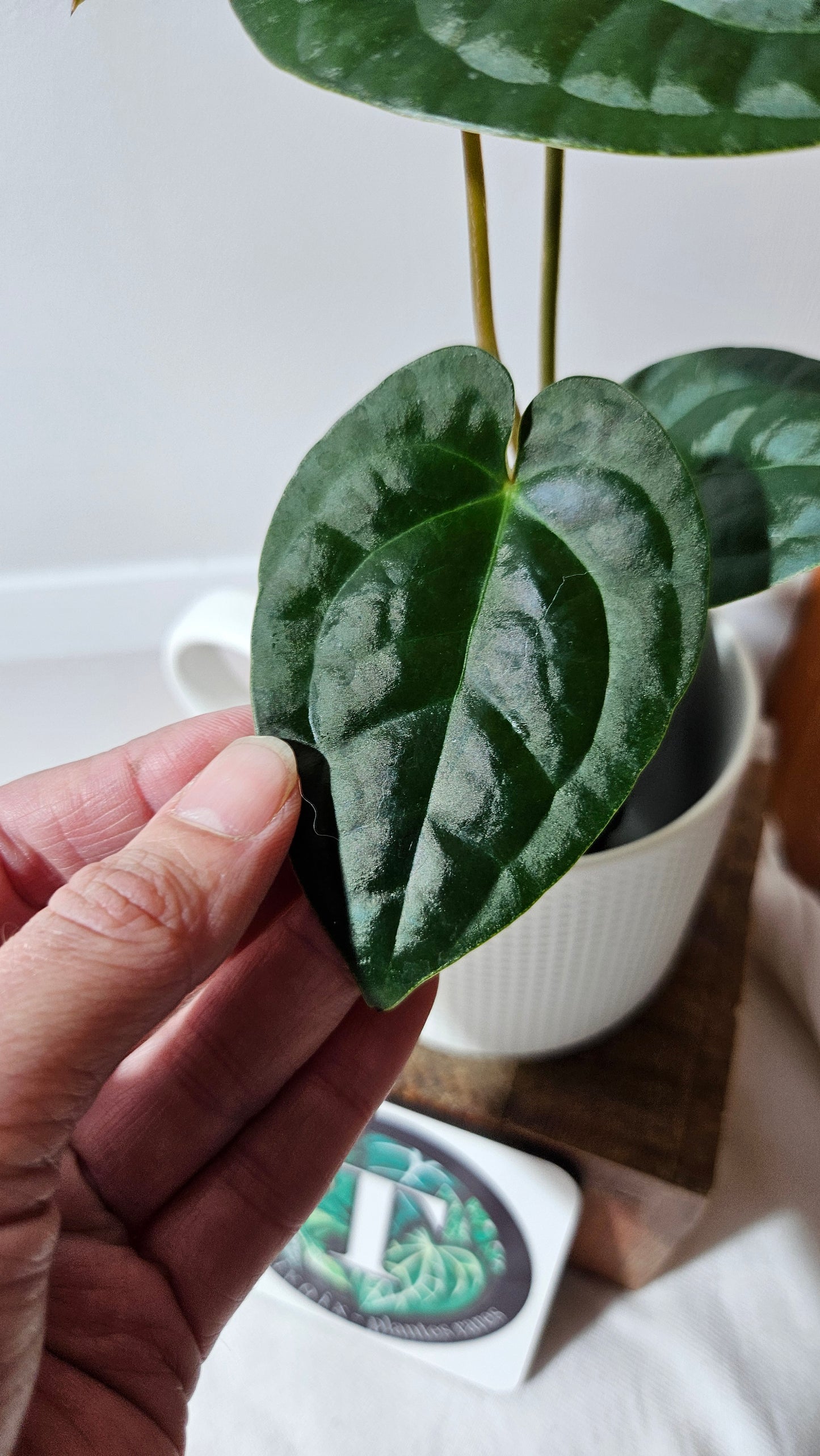 Anthurium Magnificum X AOS X Luxurians "format MOYEN" (ANT-635)