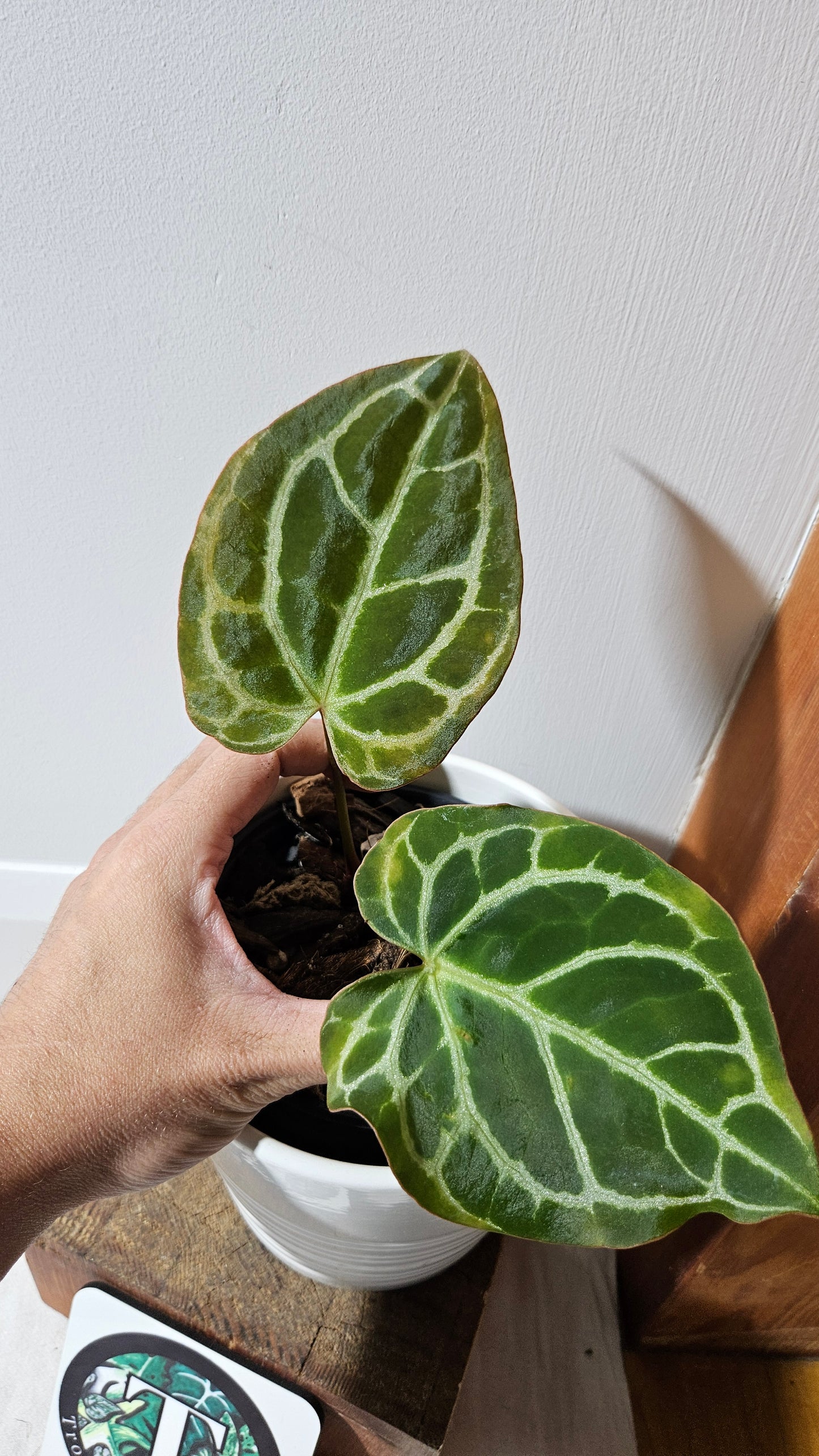 Anthurium  Crystallinum "format PETIT" (ANT-009)