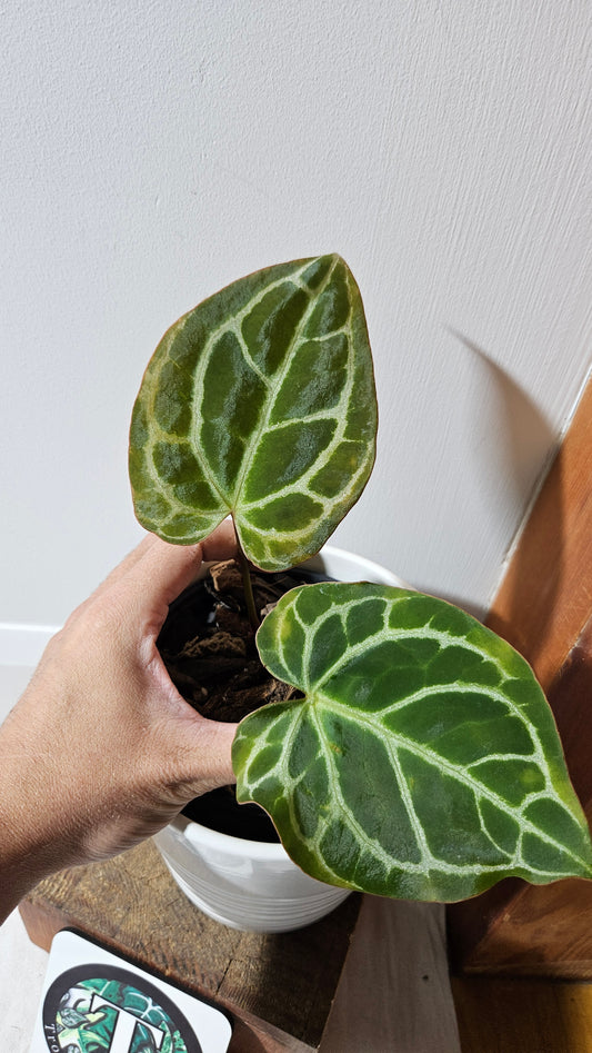 Anthurium  Crystallinum "format PETIT" (ANT-009)