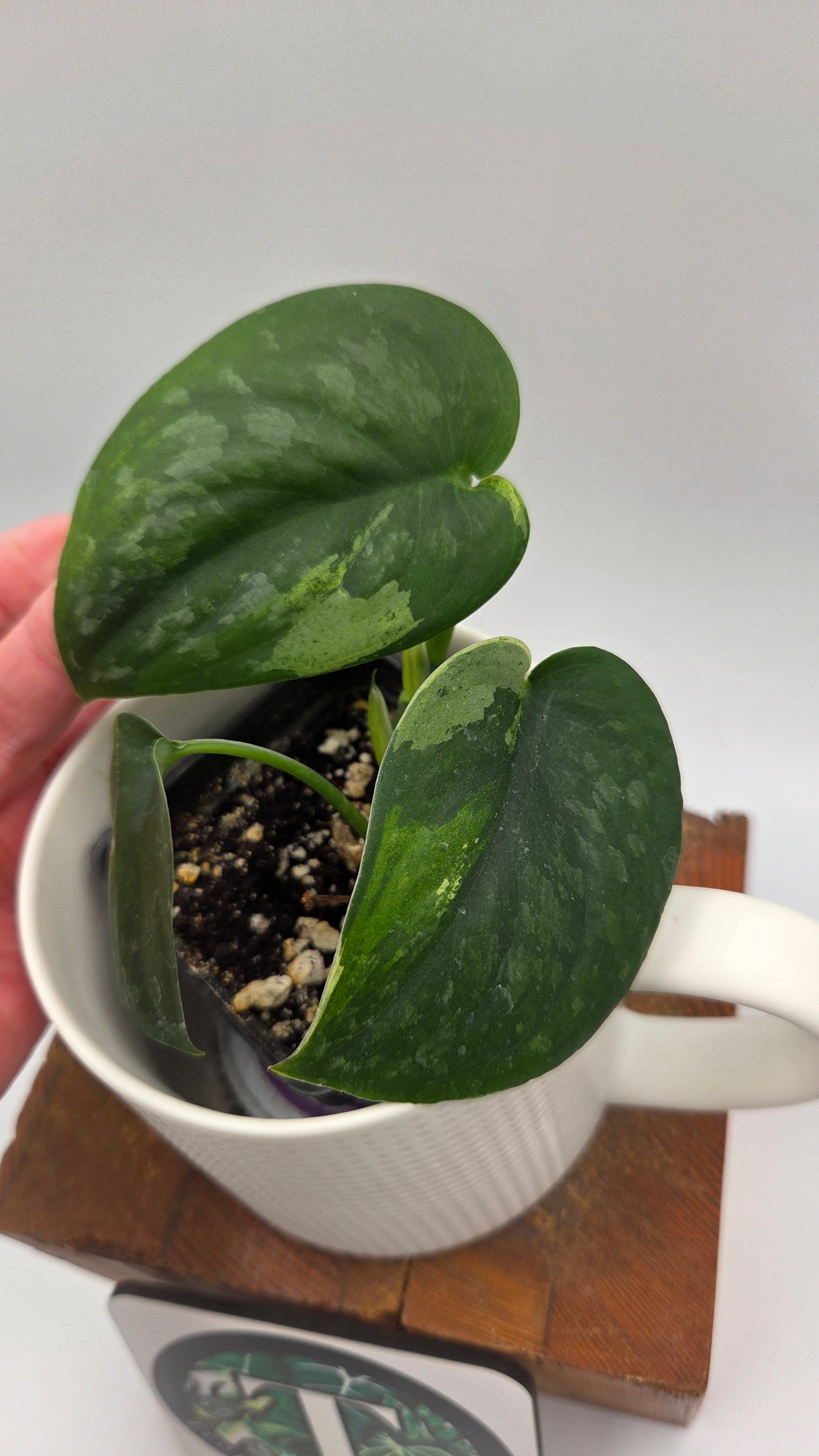Scindapsus Silver Splash "Green on Green" (SCI-1433)