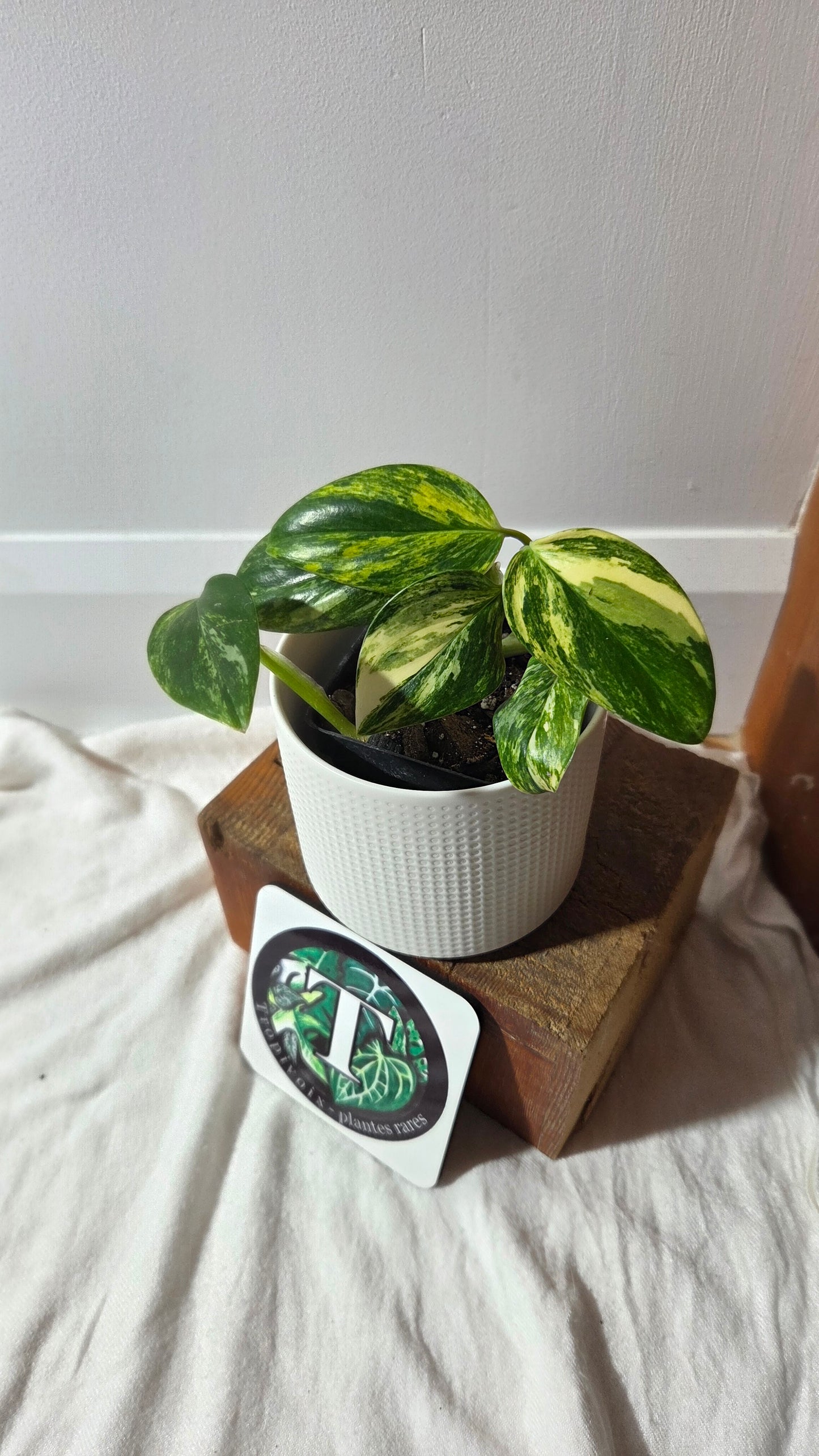 Monstera Standleyana Aurea (MON-261)