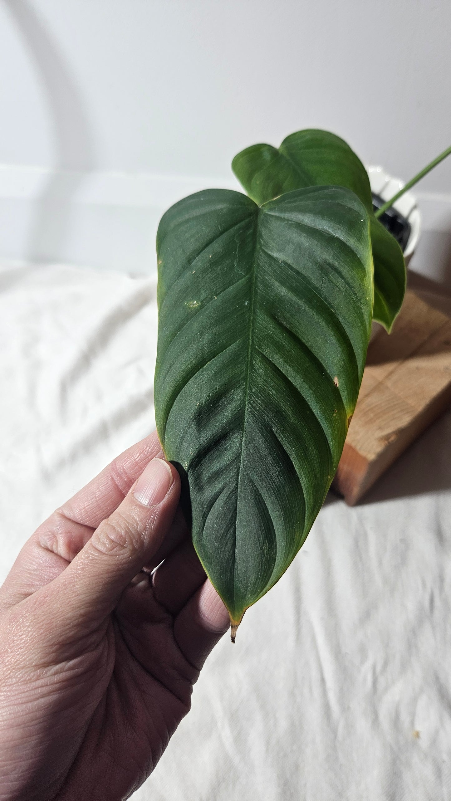 Philodendron Tenue (PHI-652)