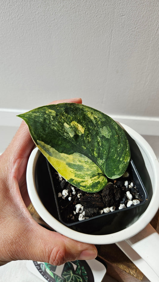 Scindapsus Parahiyangan (SCI-1068)