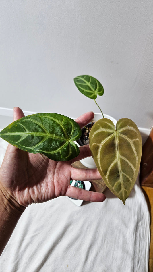 Anthurium Magnificum (équateur) "format MOYEN"(ANT-530)