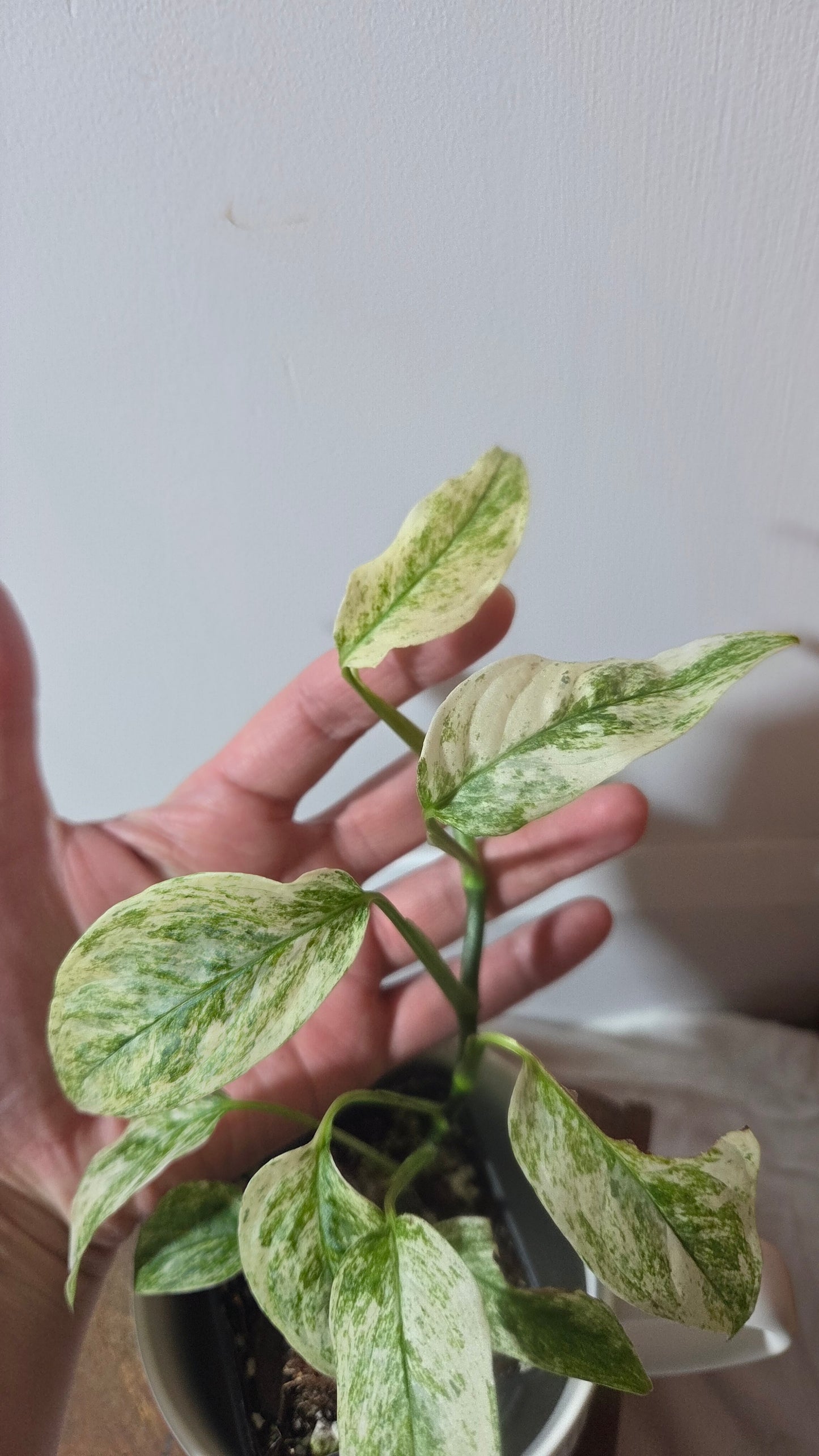 Monstera Laniata Mint (MON-391)