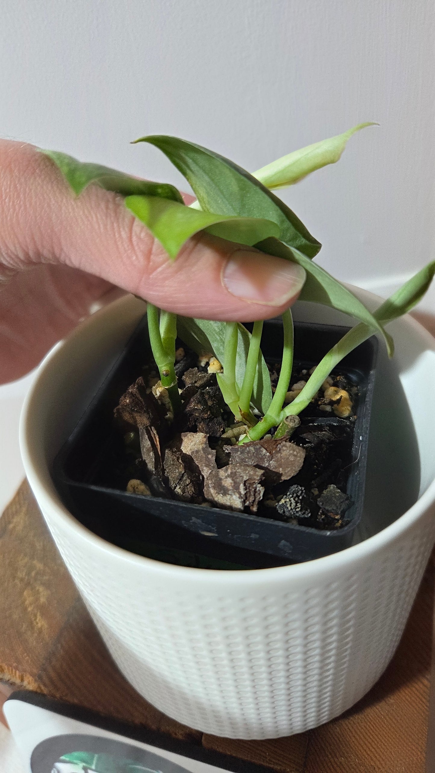 Scindapsus Silver Splash Tricolore (SCI-1418)