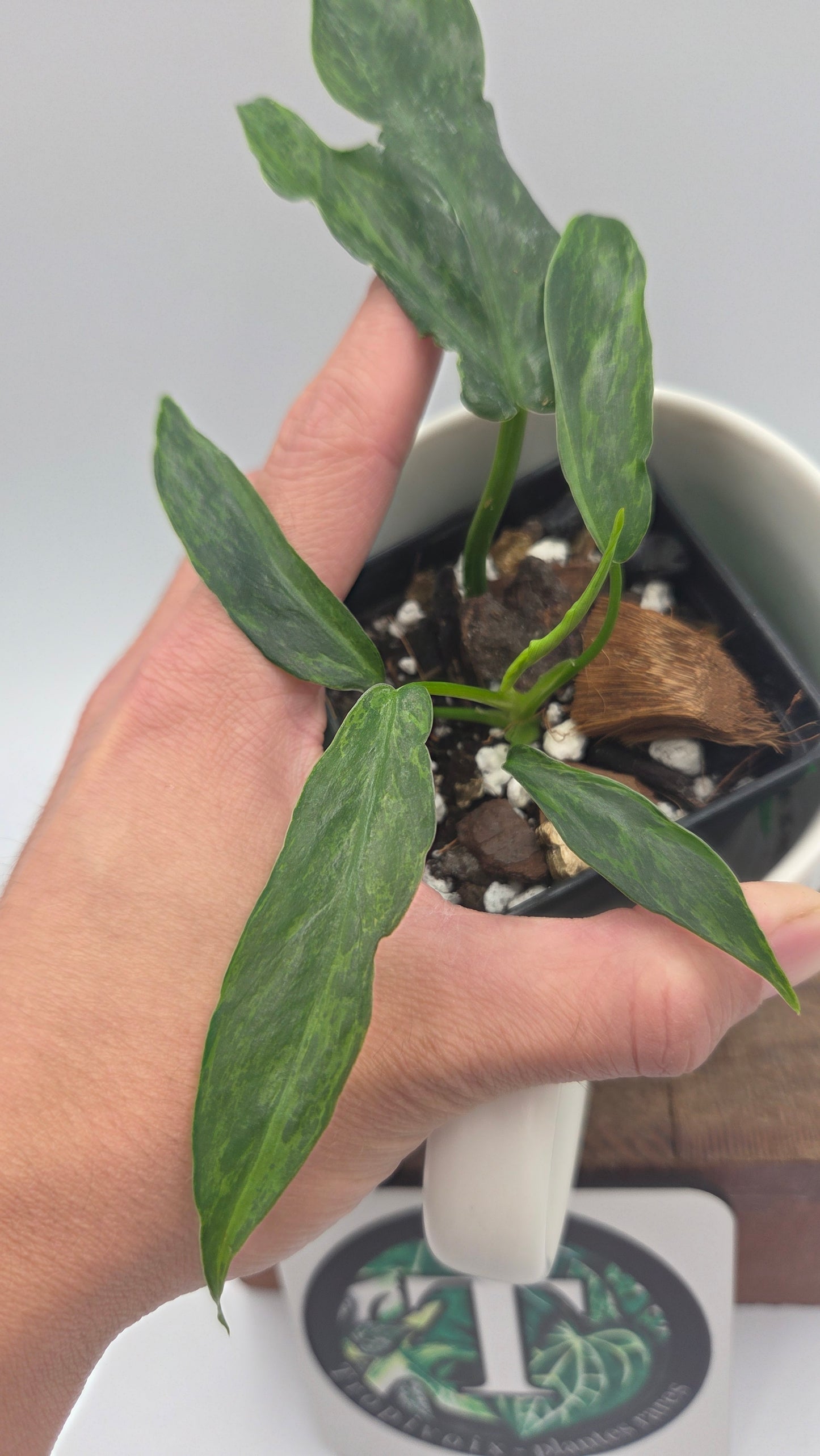 Philodendron Lime fiddle/ Minarum (PHI-1066)