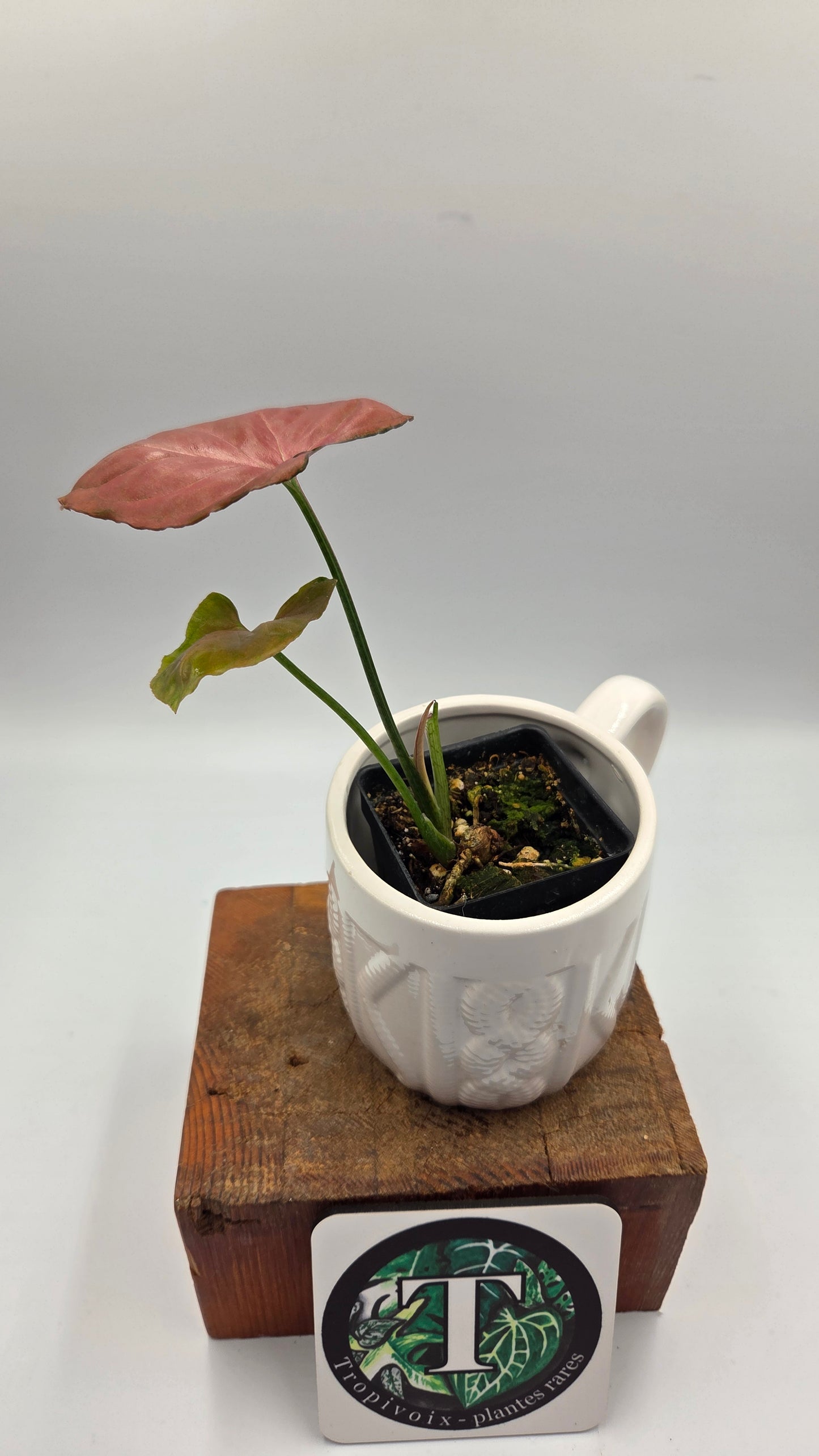 Syngonium Orm Nak Red (SYN-522)