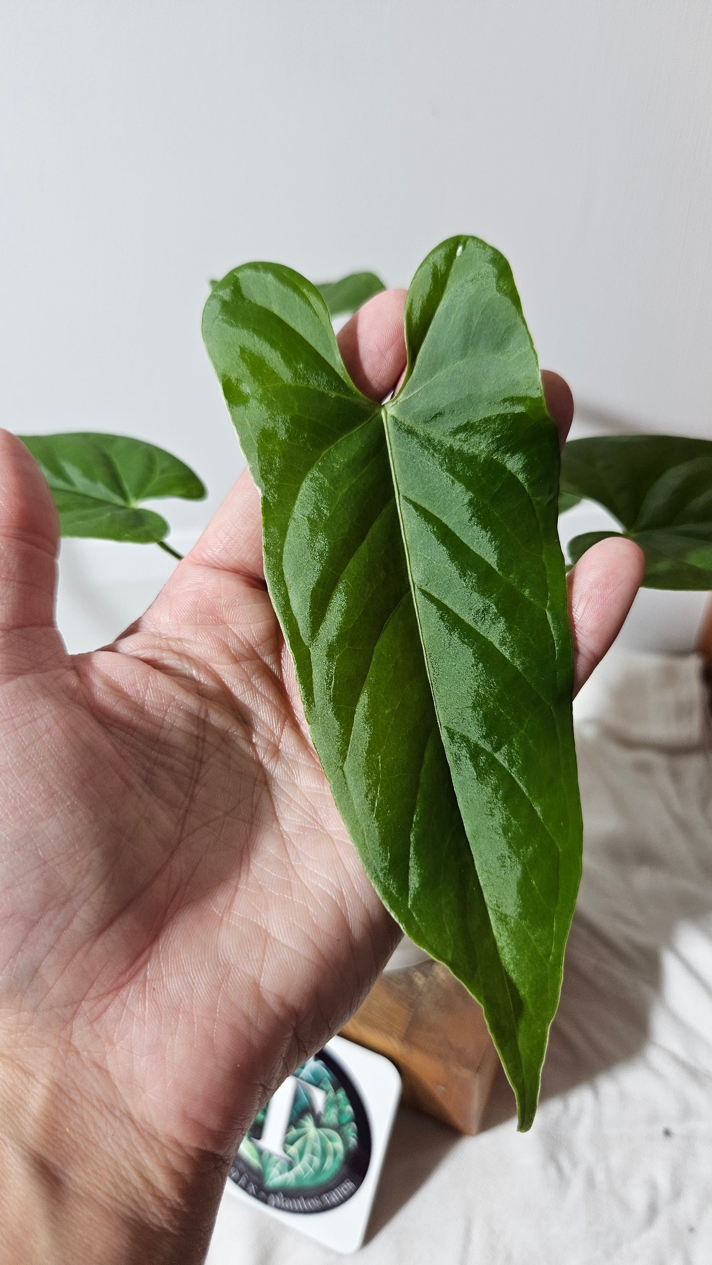 Anthurium Balaoanum "format MOYEN" (ANT-178)