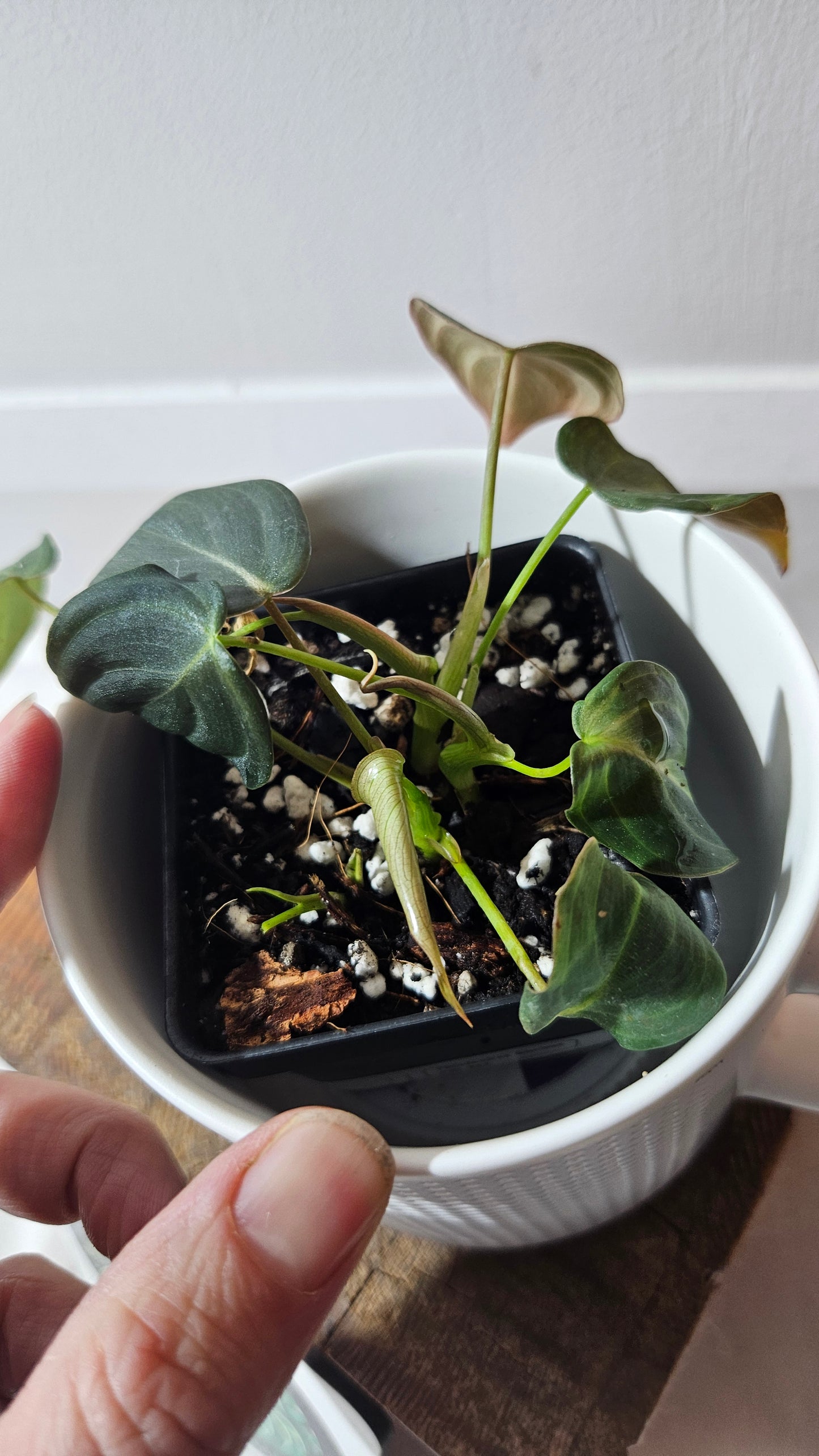 Philodendron Glorious (PHI-954)