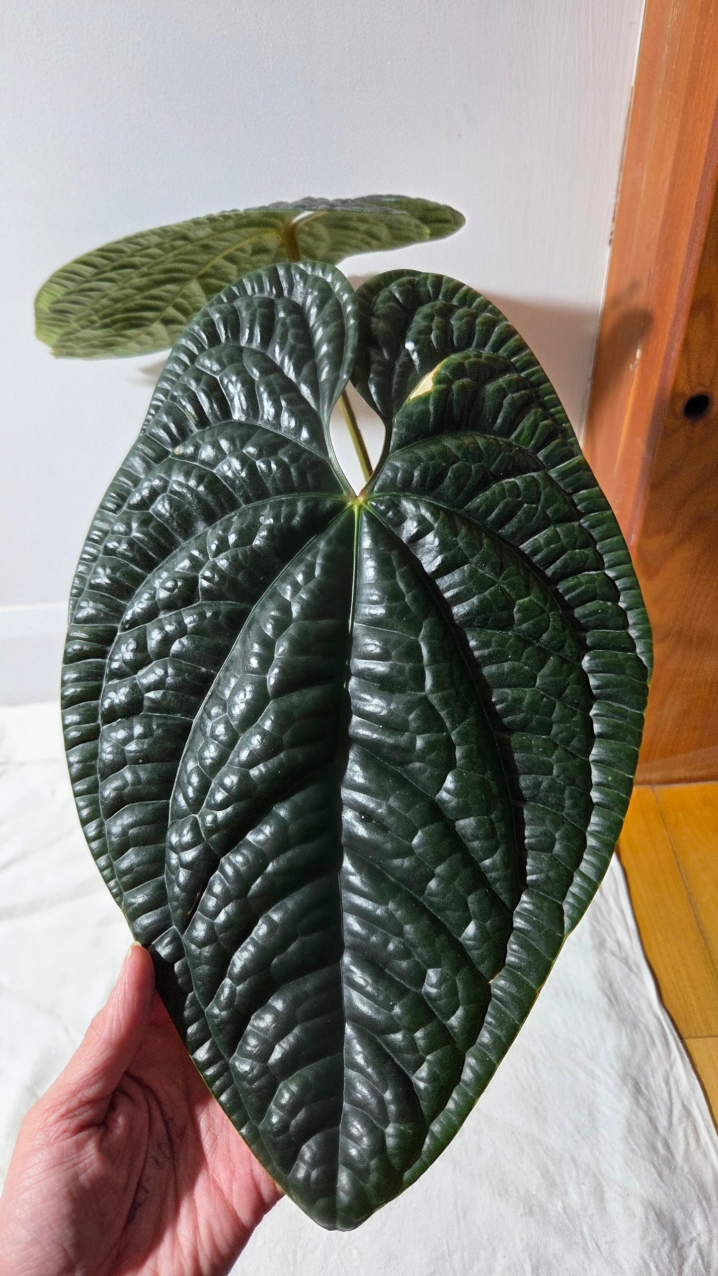 Anthurium Luxurians Dark  "format XLARGE" (ANT-644)