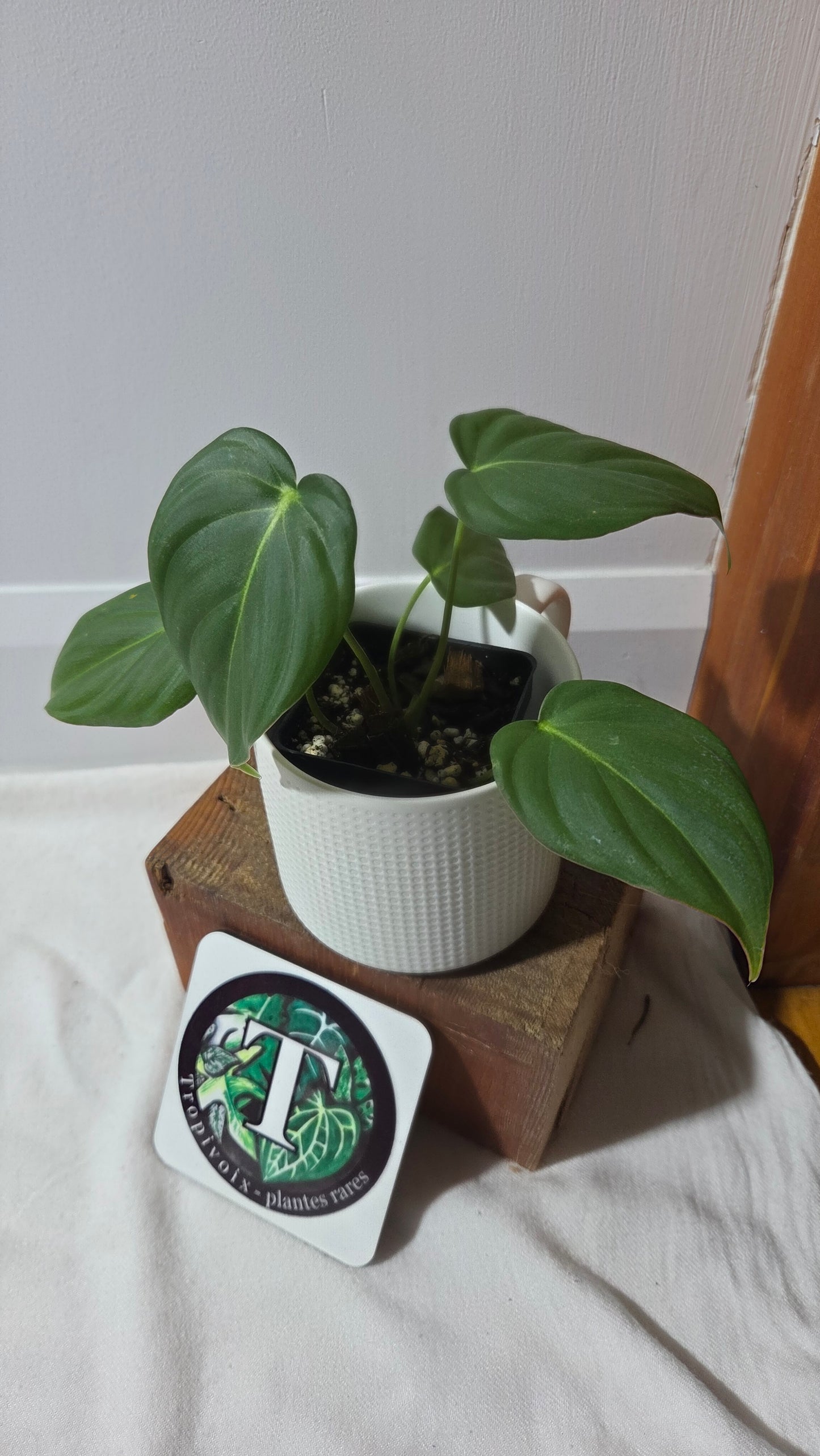 Philodendron Dean McDowell (PHI-1004)