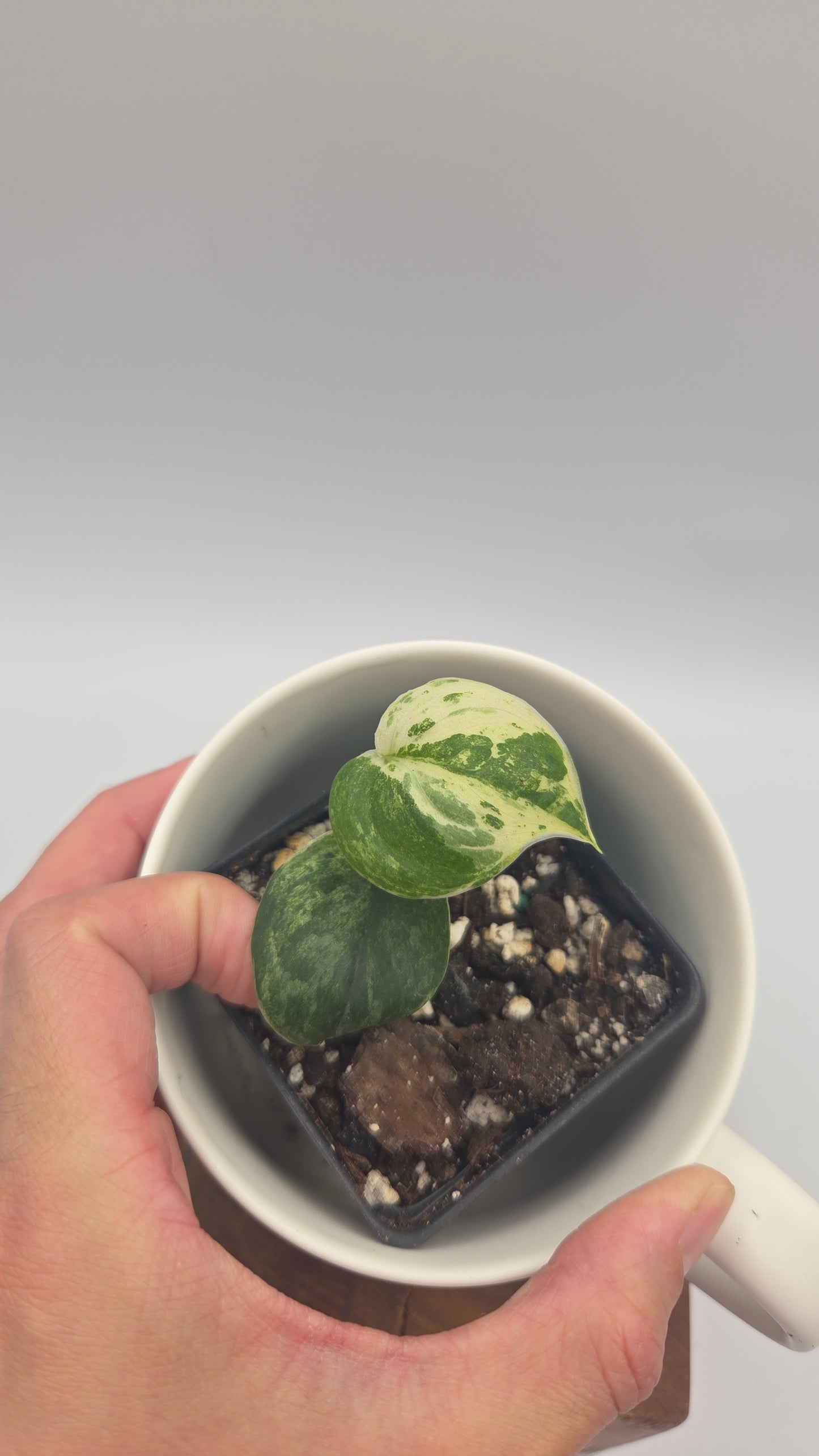 Scindapsus Silver Splash Variegata (SCI-644)