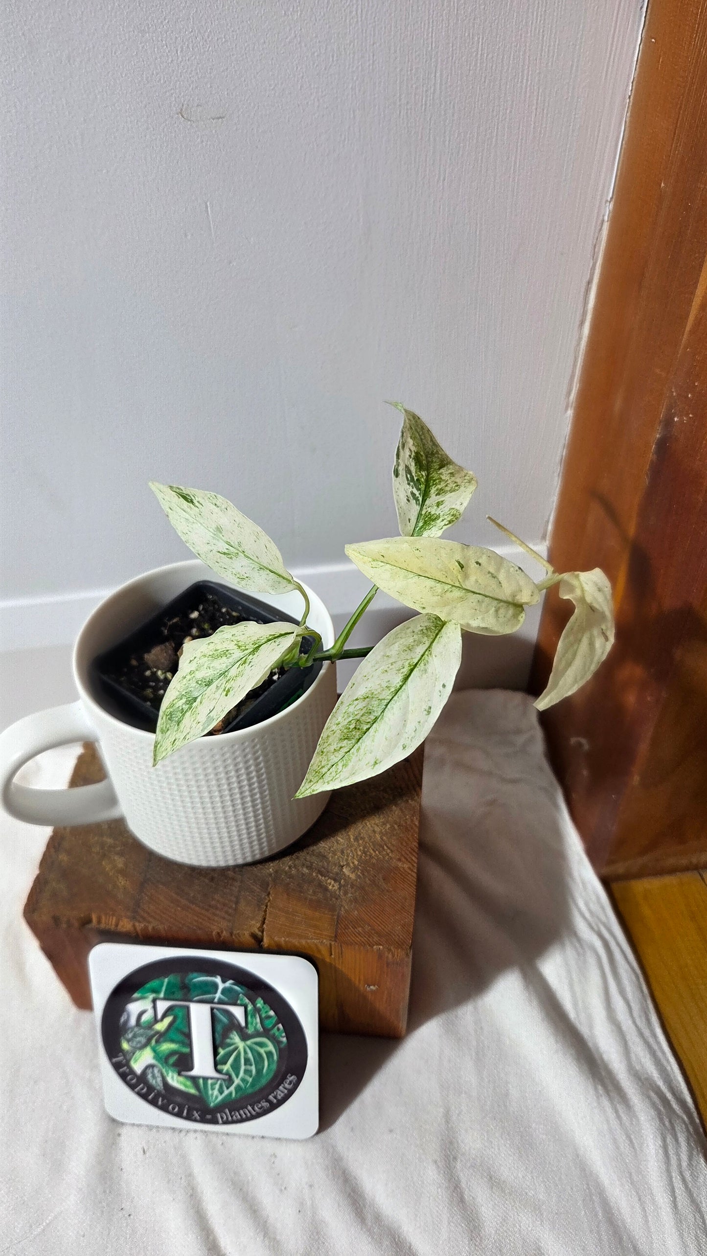 Monstera Laniata Mint (MON-396)