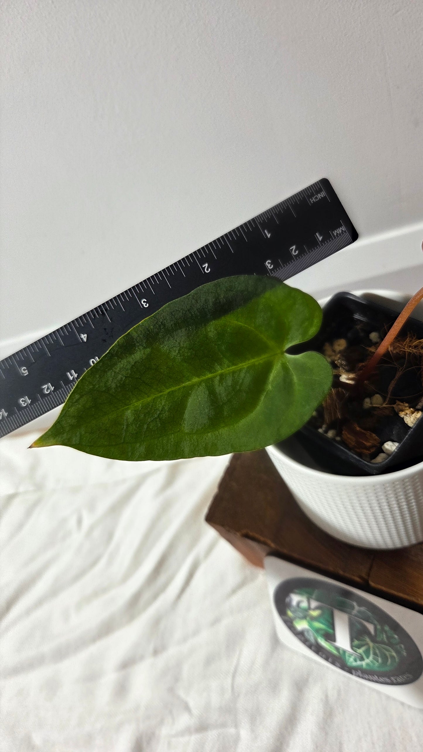 Anthurium  Papillilaminum Hybrid "format PETIT" (ANT-664)