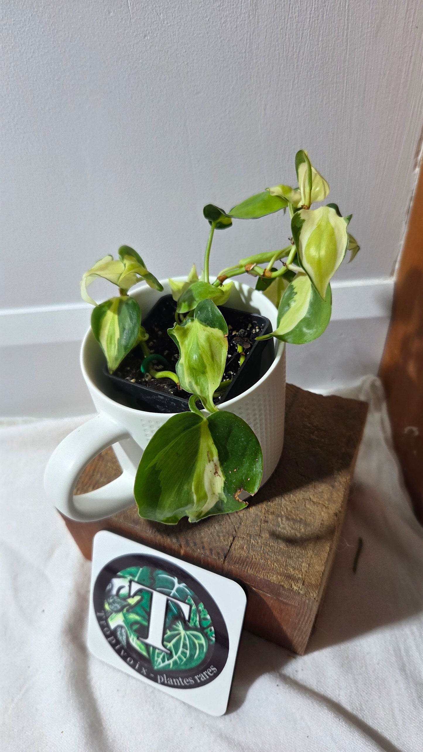 Philodendron Hederaceum Cream Splash (PHI-988)