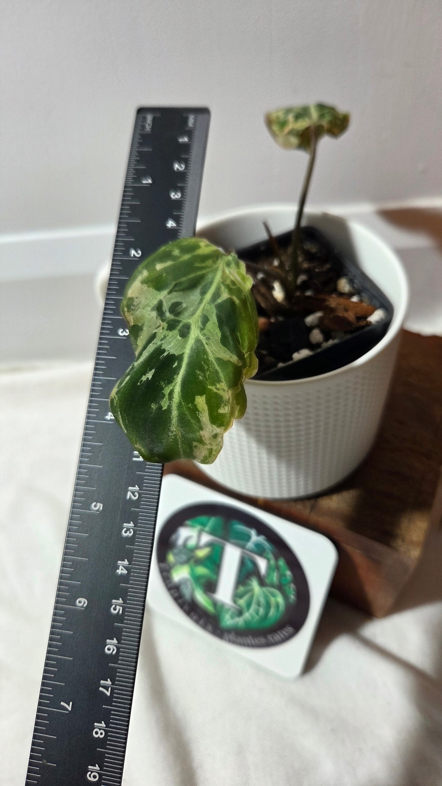 Philodendron Gloriosum "Snow leopard" (PHI-1001)