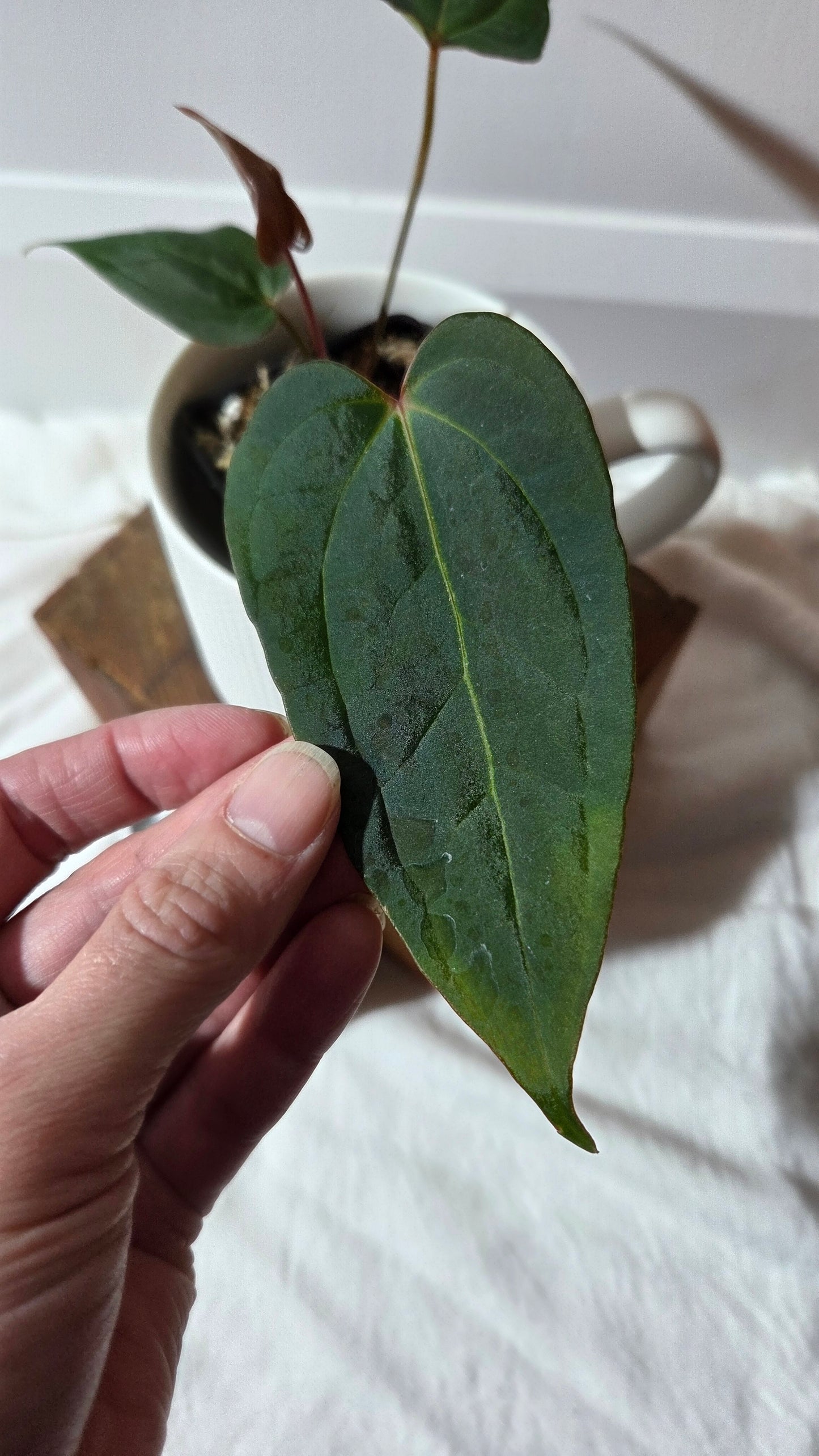 Anthurium Xone × Getafix "format PETIT" (ANT-651)