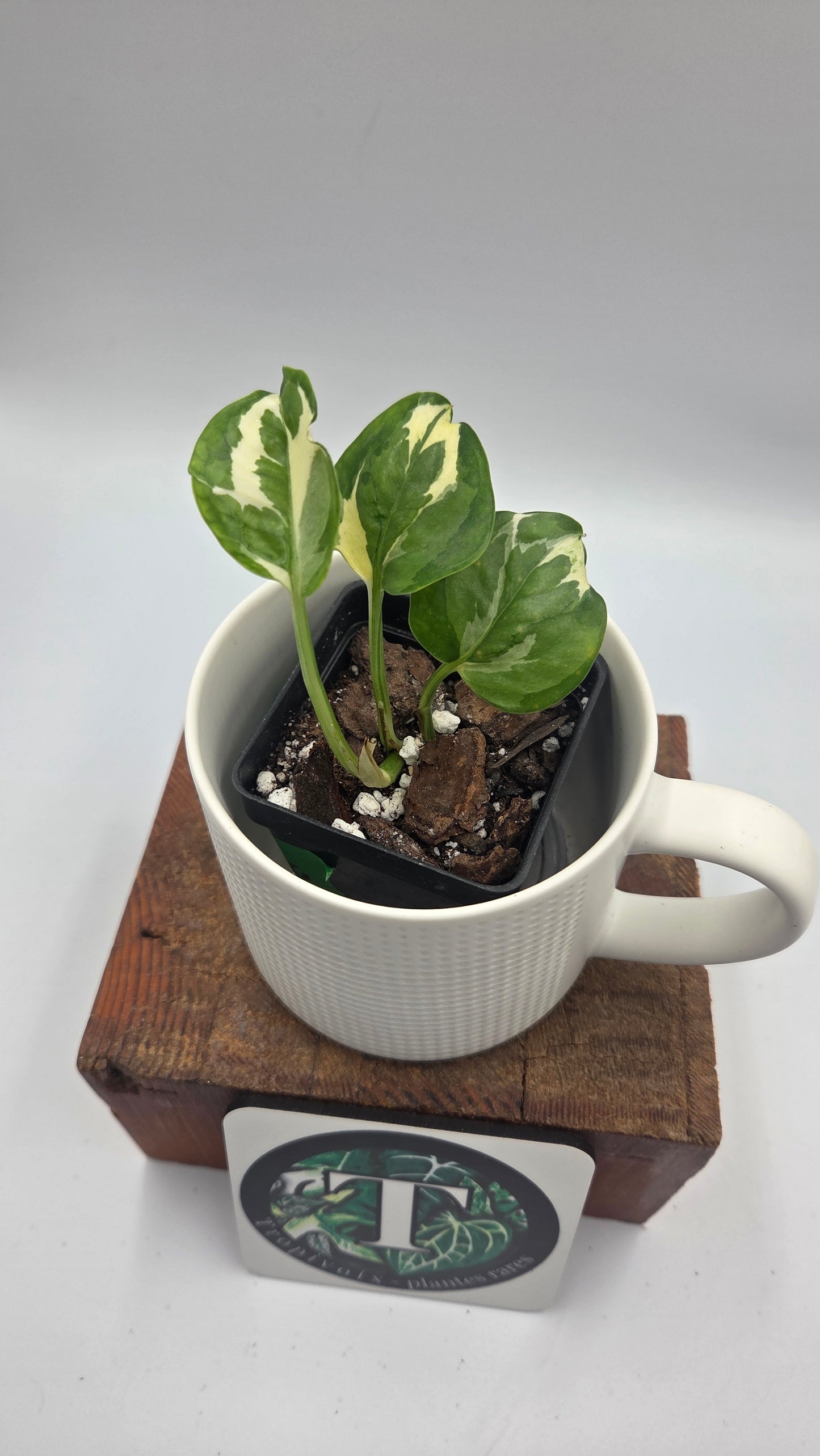 Epipremnum Aureum Glacier (EPI-246)