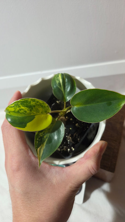 Philodendron Burlemarx Variegata (PHI-967)