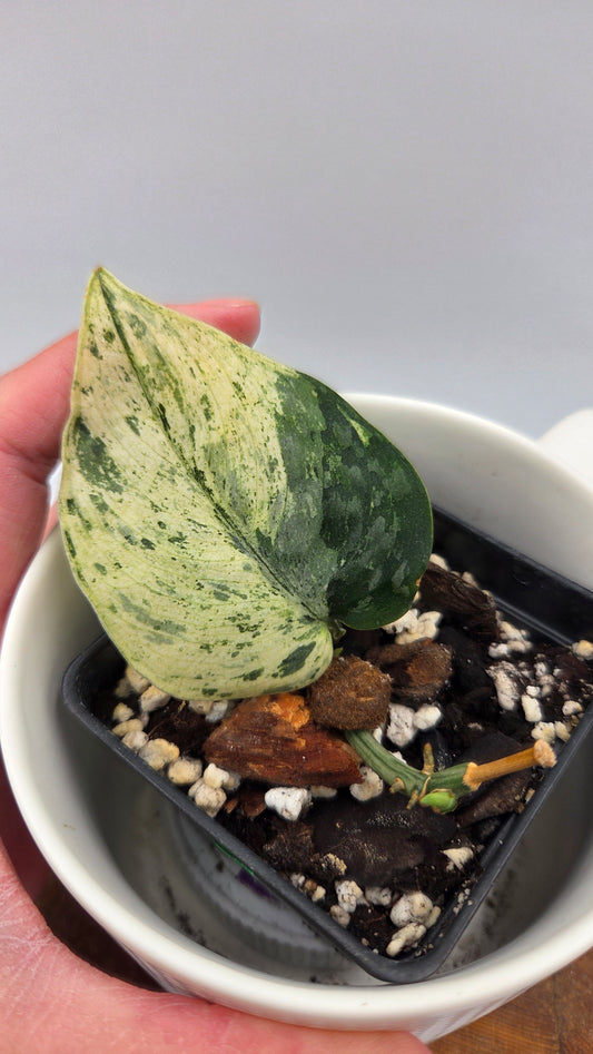 Scindapsus Silver Cloud mutation (SCI-1088)