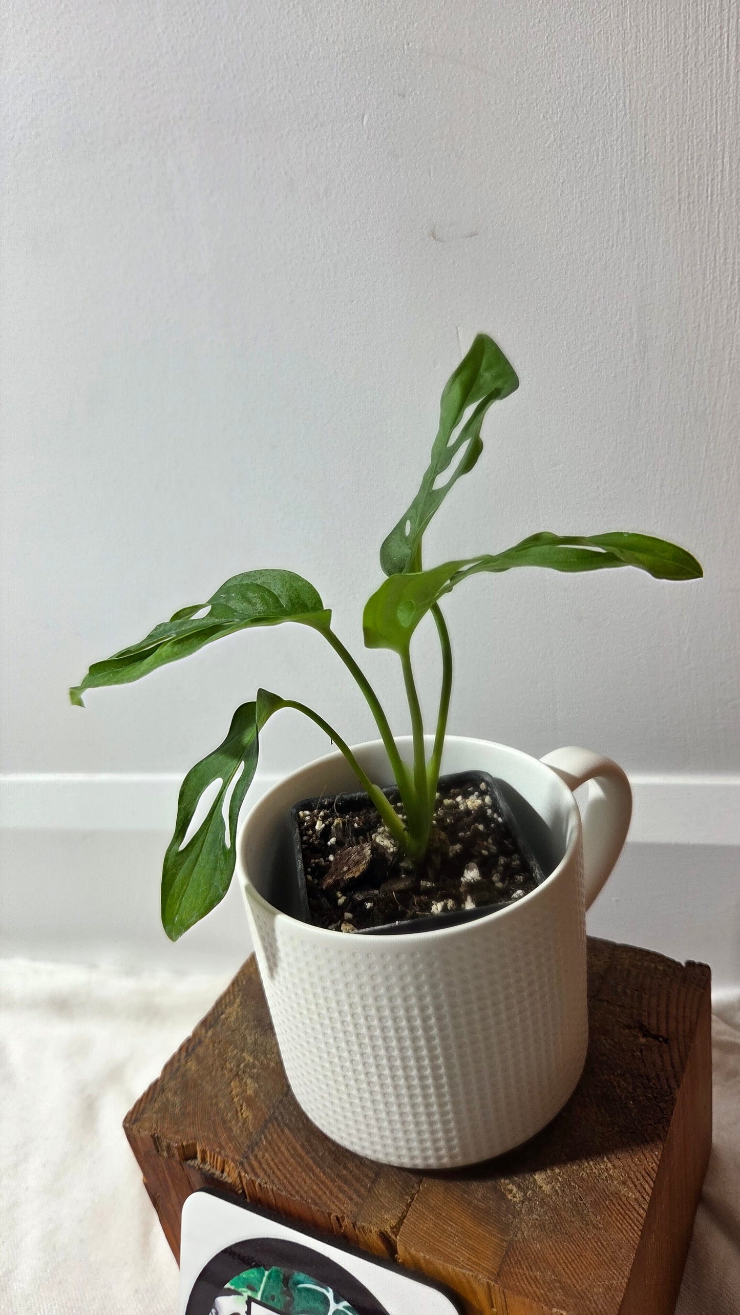 Monstera Obliqua Aff Tena (MON-512)