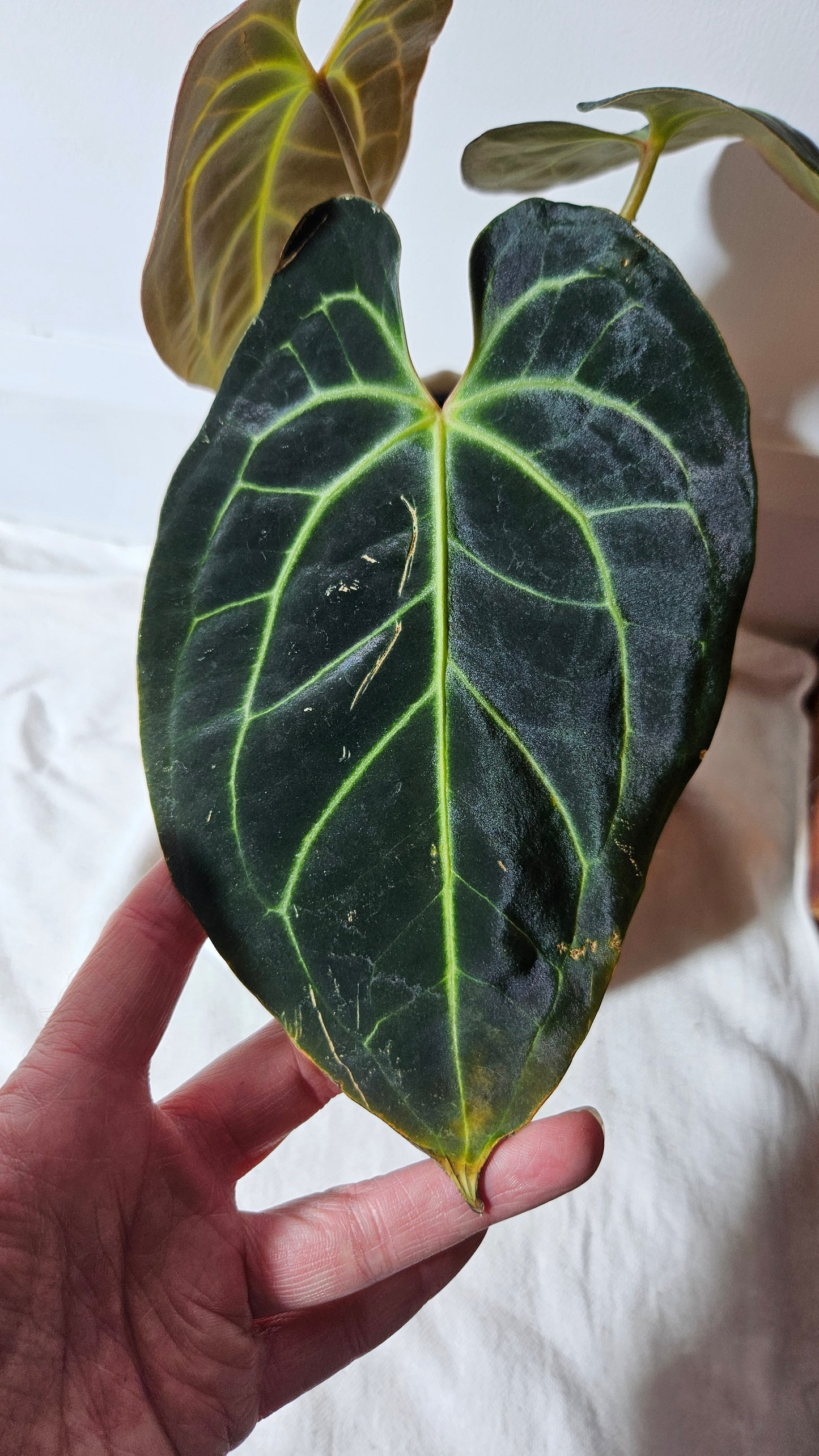 Anthurium Besseae Aff Velvet "Format MOYEN" (ANT-270)