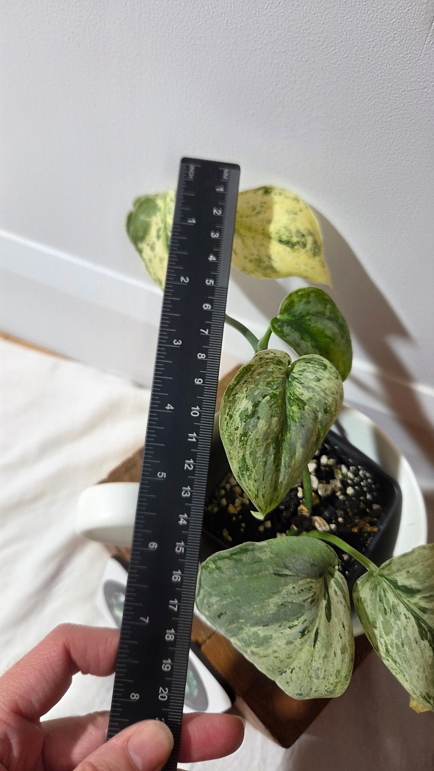 Scindapsus Peasun (SCI-1248)