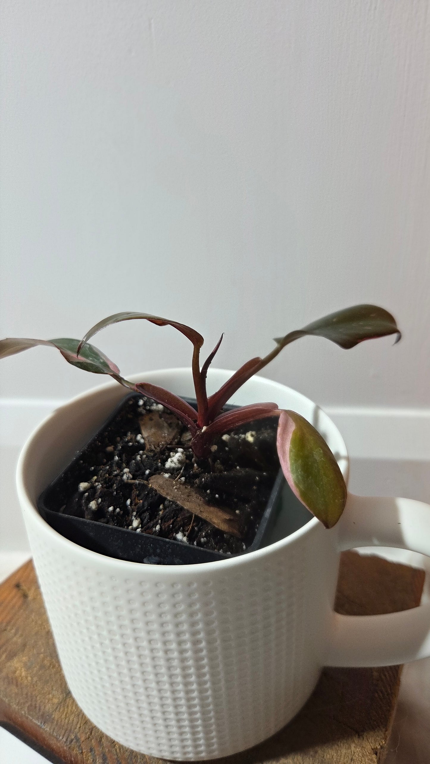 Philodendron Black Cherry (PHI-986)
