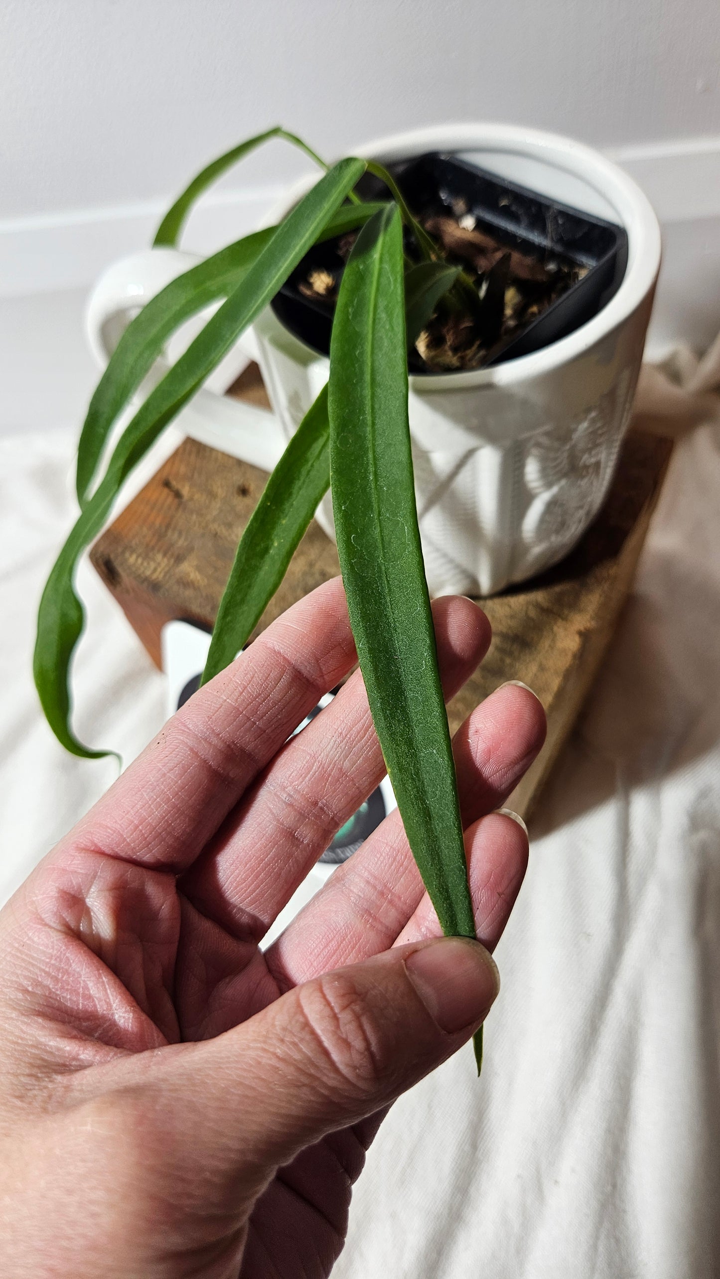 Anthurium Pallidiflorum Super Narrow "format PETIT"(ANT-198)