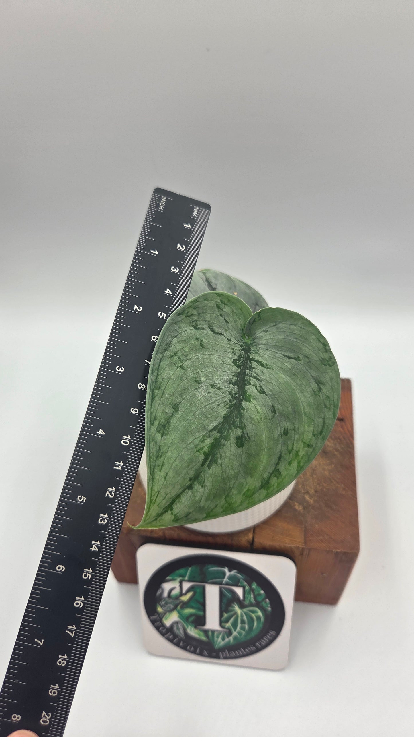 Scindapsus Silver Lava (SCI-1498)