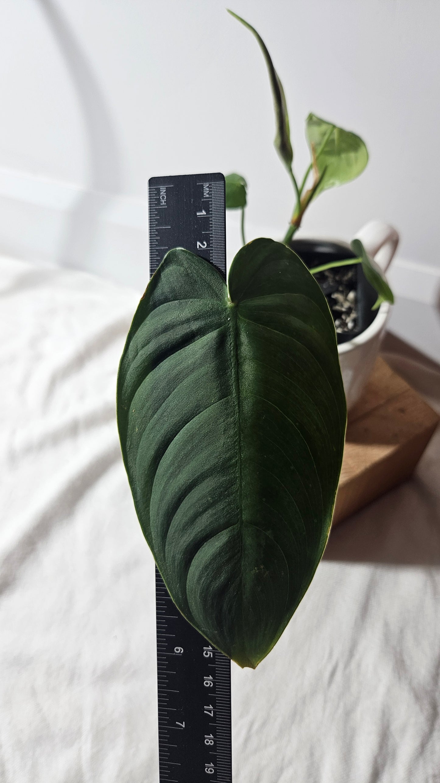 Philodendron Sharoniae (PHI-650)