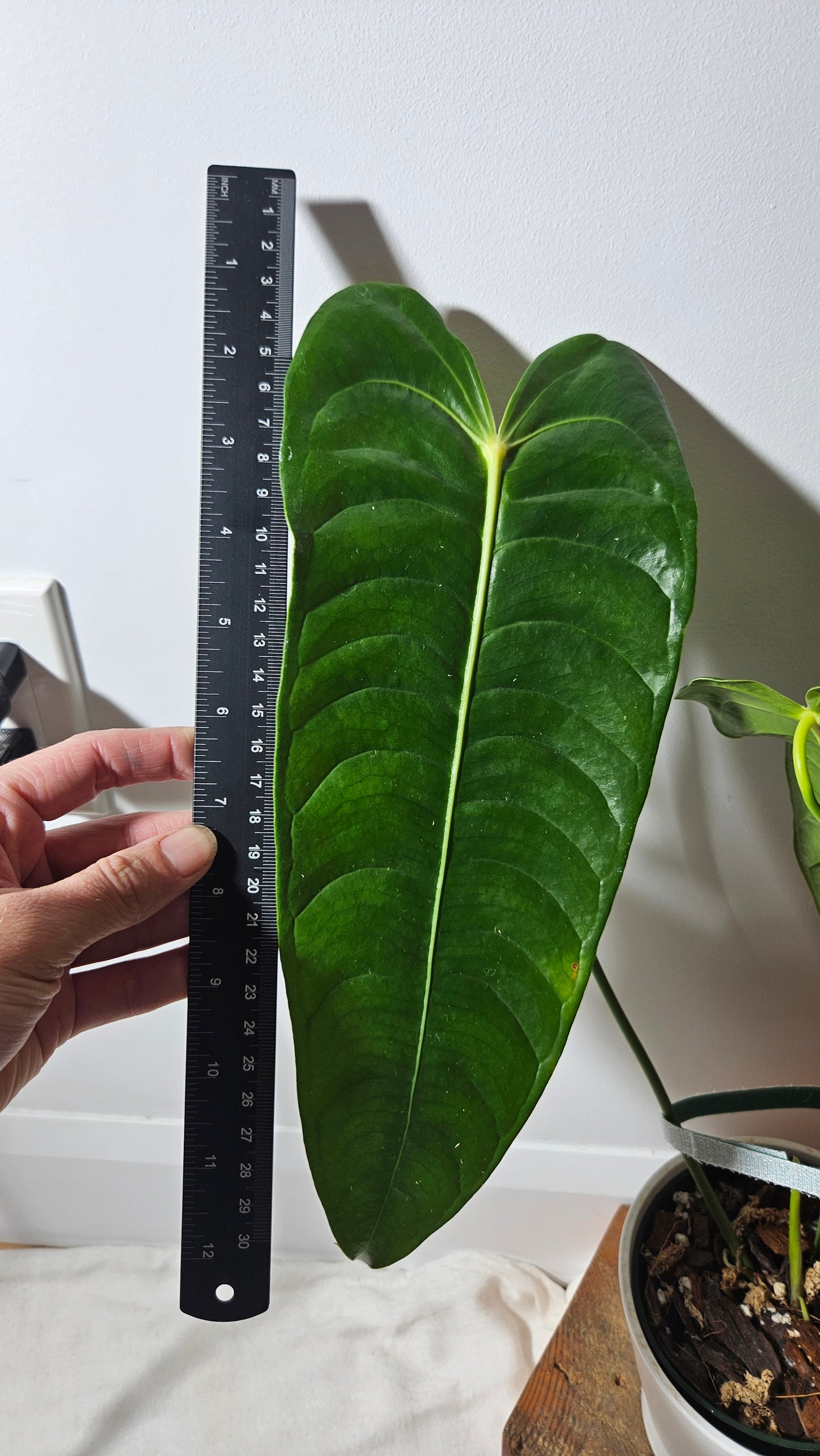 Anthurium Veitchii "format LARGE" (ANT-202)