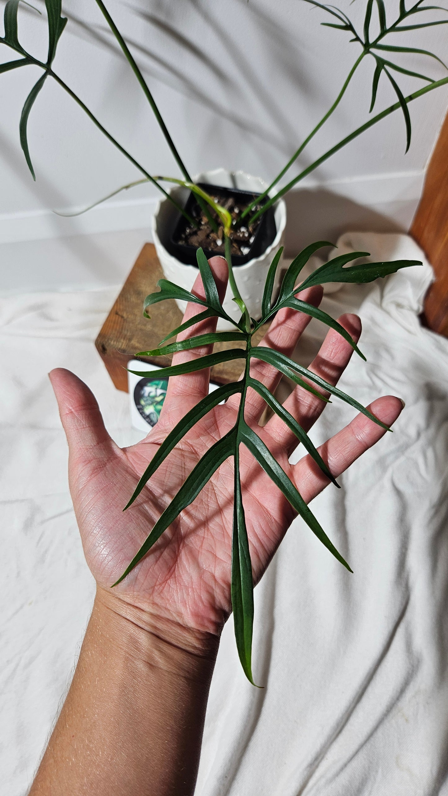 Philodendron Polypodioides (PHI-544)