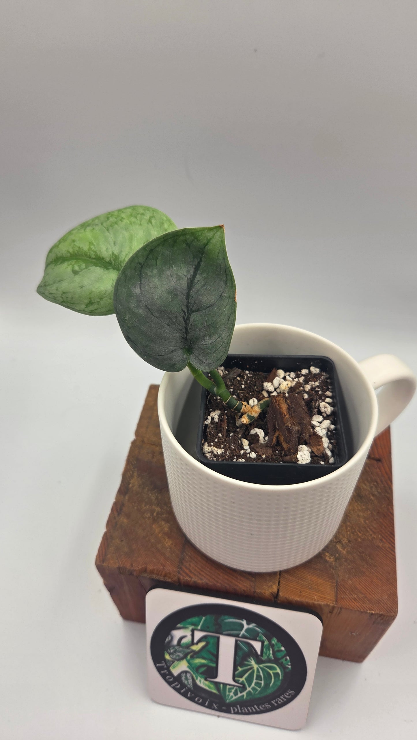 Scindapsus Silver Lava (SCI-1496)
