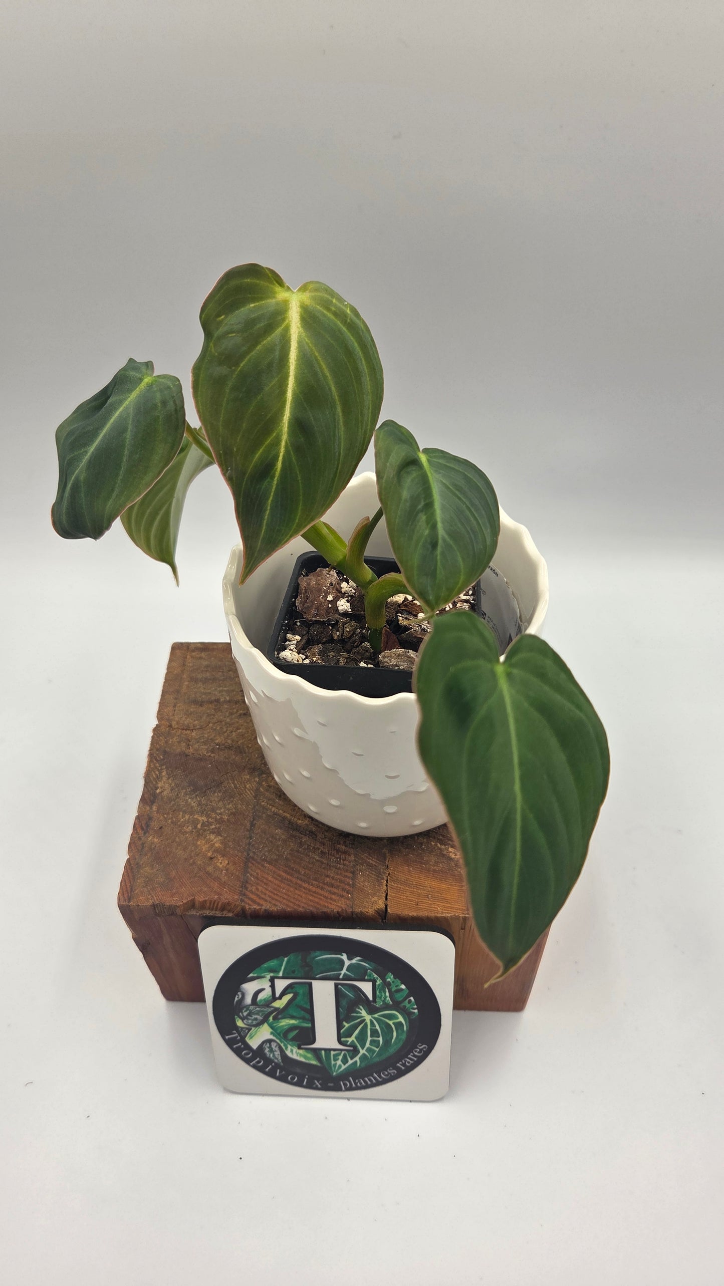 Philodendron Glorious (PHI-1038)