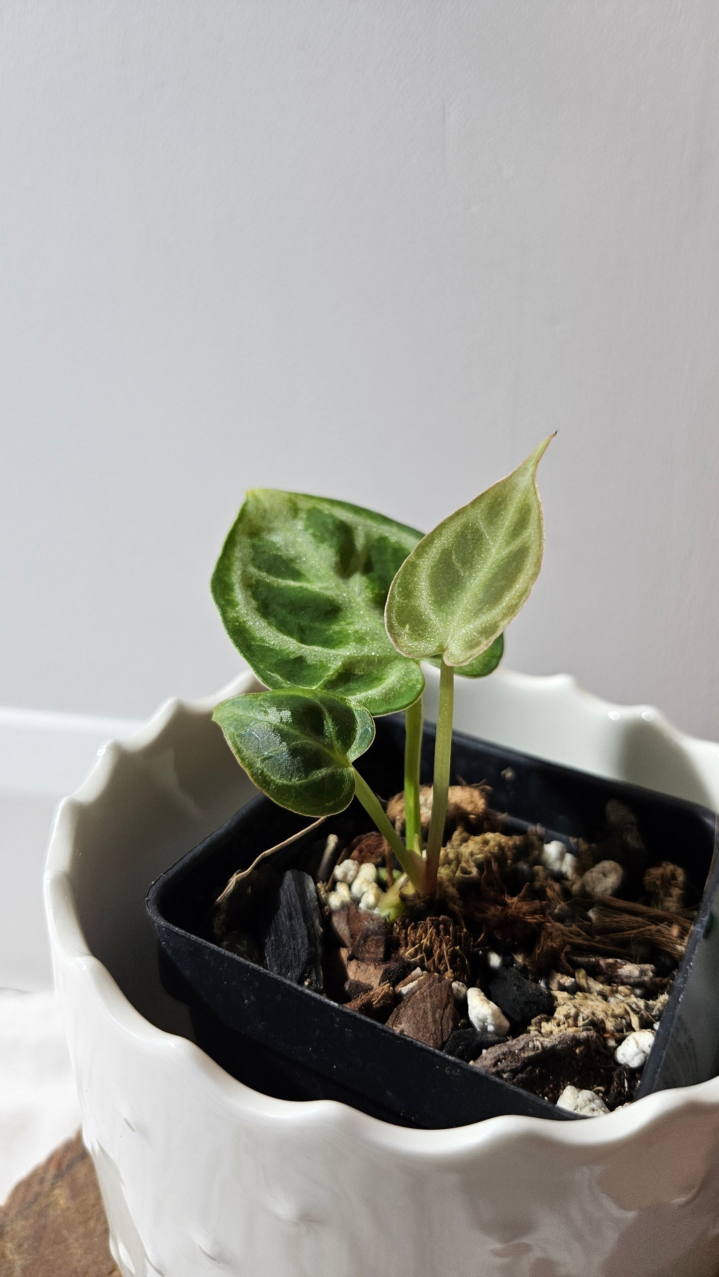 Anthurium Dorayaki Silver "format SEEDLING"( ANT-575)