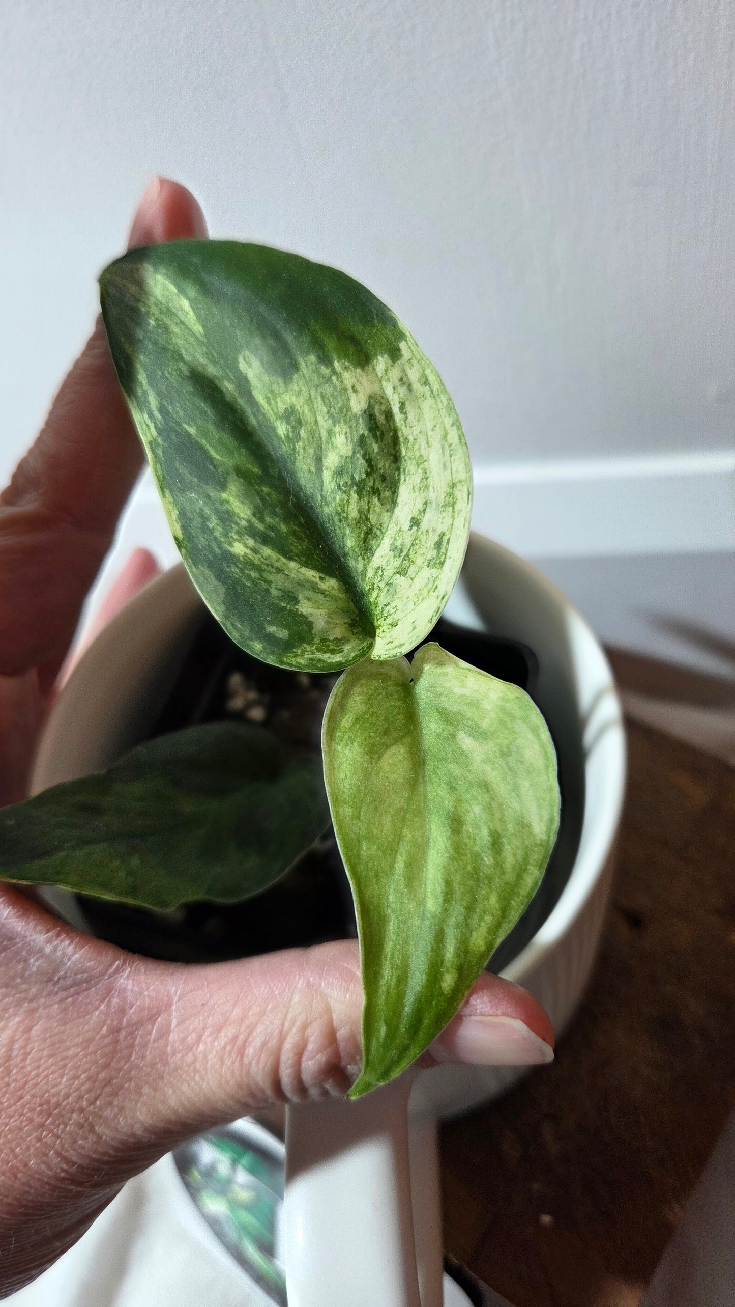 Scindapsus Silver Splash Tricolore (SCI-1368)