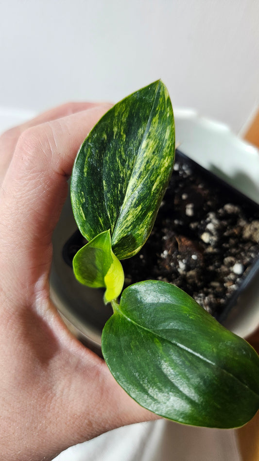 Monstera Standleyana Aurea (MON-260)