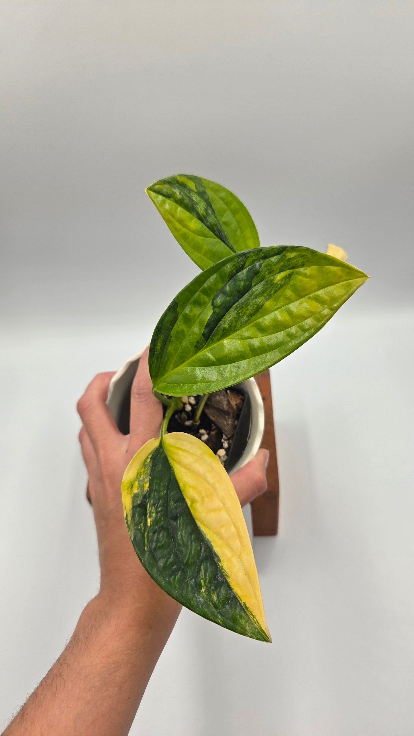 Monstera Karstenianum/Peru Variegata (MON-540)