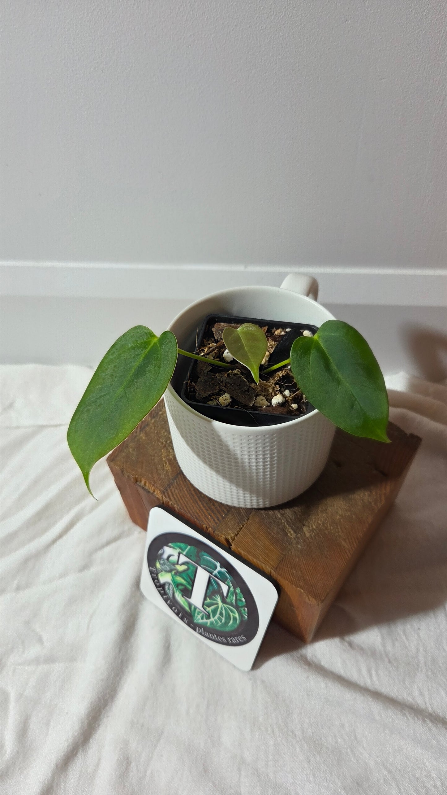 Anthurium Silver Blush X Subsignatum "format PETIT" (ANT-653)