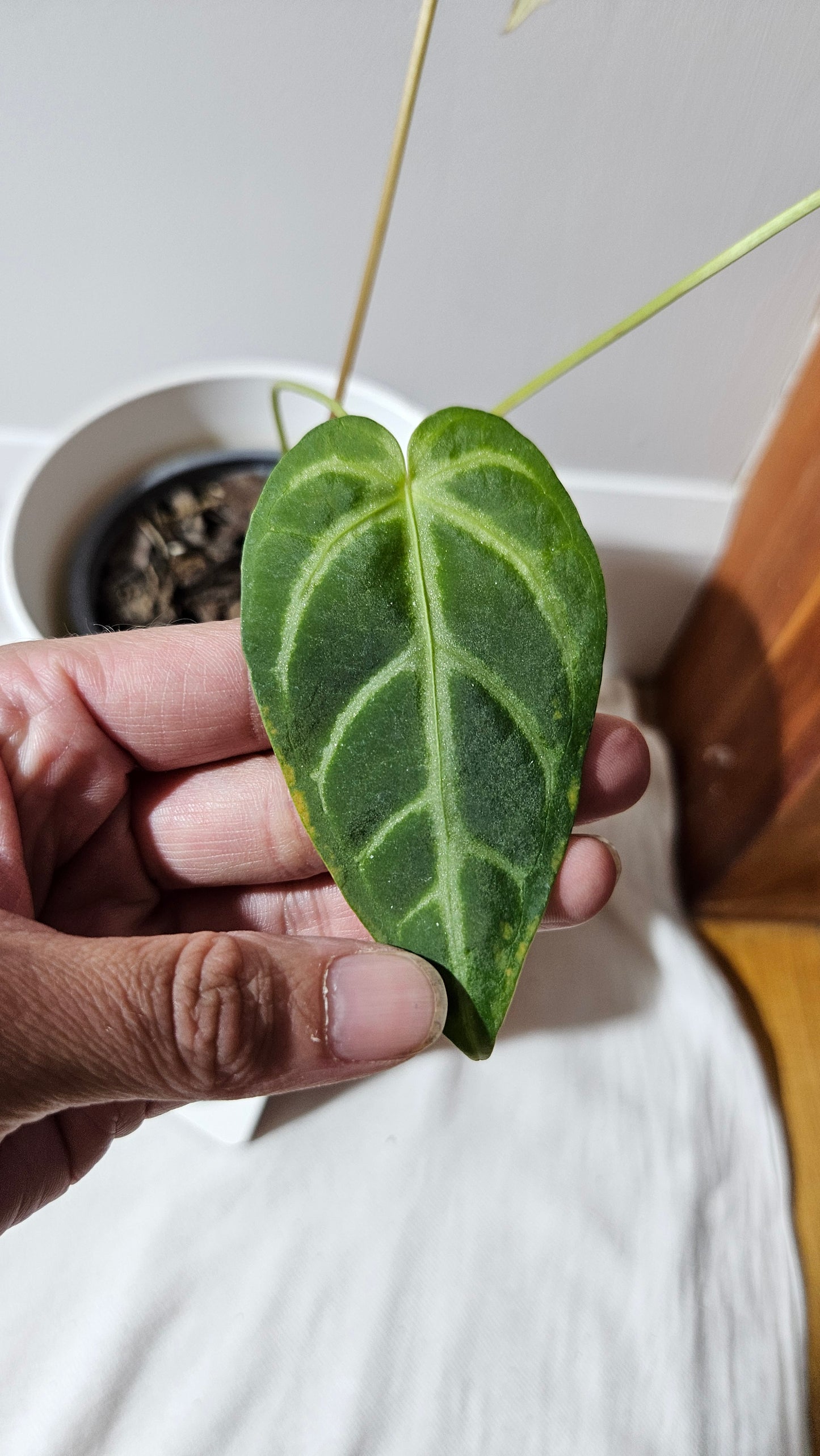 Anthurium Magnificum (équateur) "format MOYEN"(ANT-530)