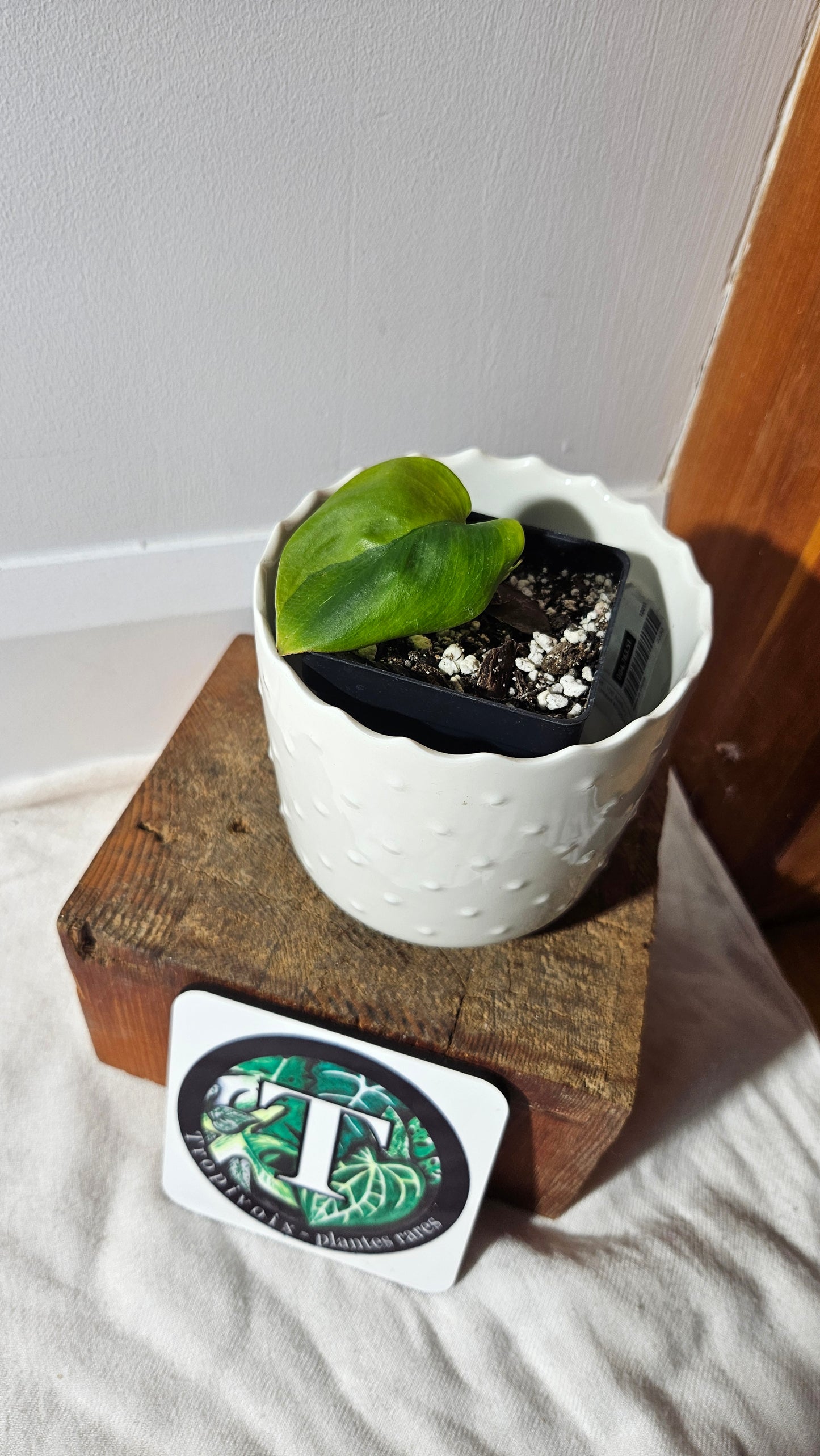 Scindapsus Treubii Bornéo "Green on green" (SCI-920)