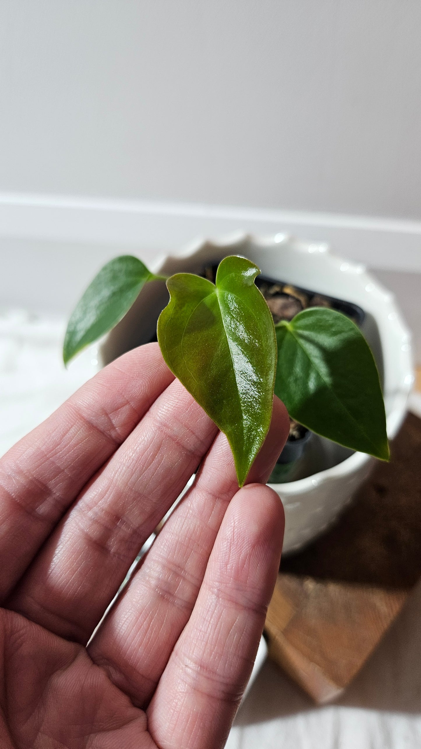 Anthurium Modeanum "format PETIT" (ANT-625)