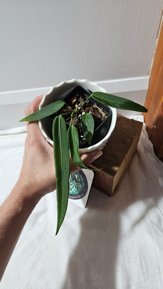 Anthurium Pallidiflorum Super Black "format MOYEN"(ANT-448)