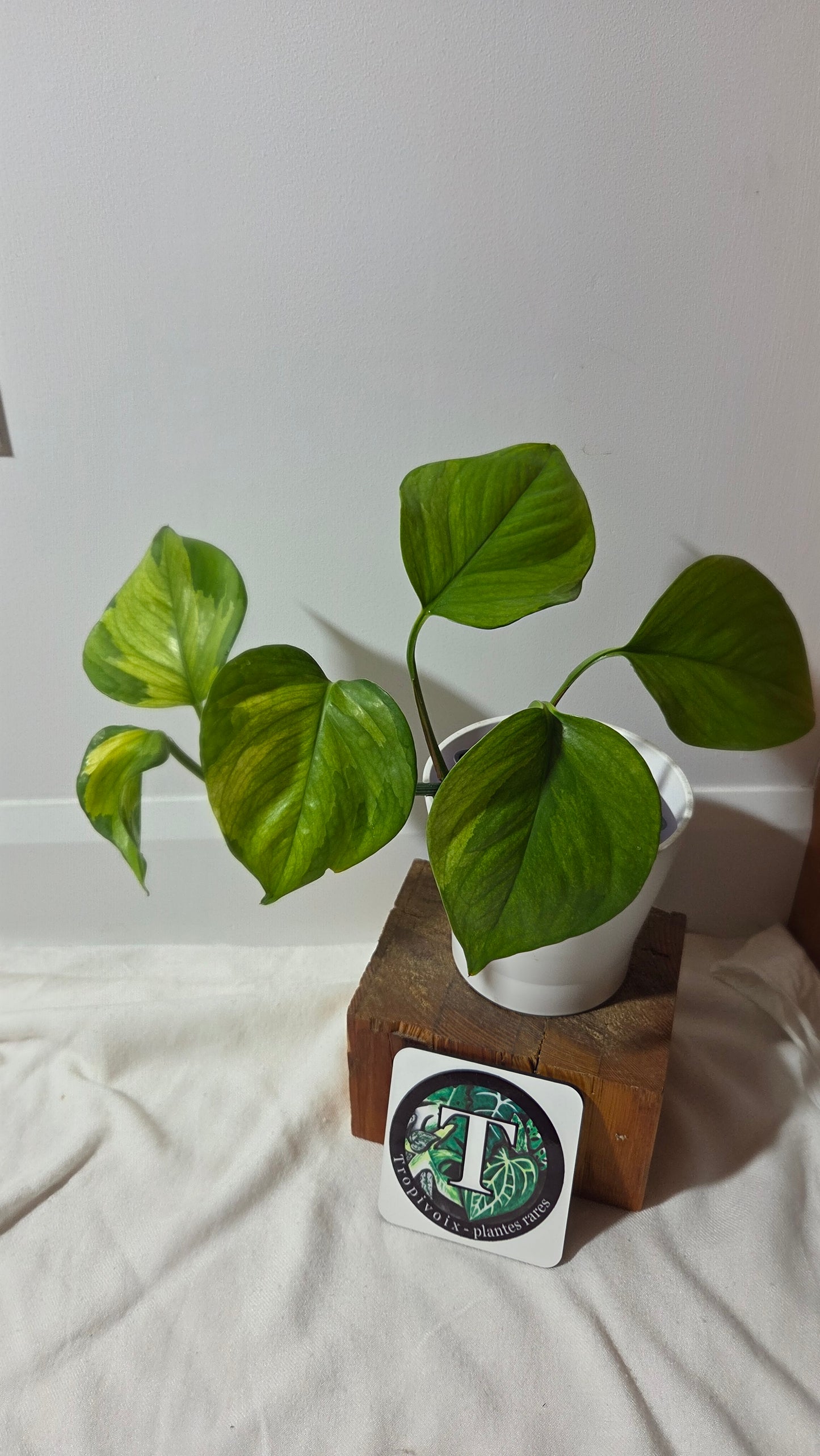 Epipremnum Aureum Manjula yellow/Olivia/Mint (EPI-237)