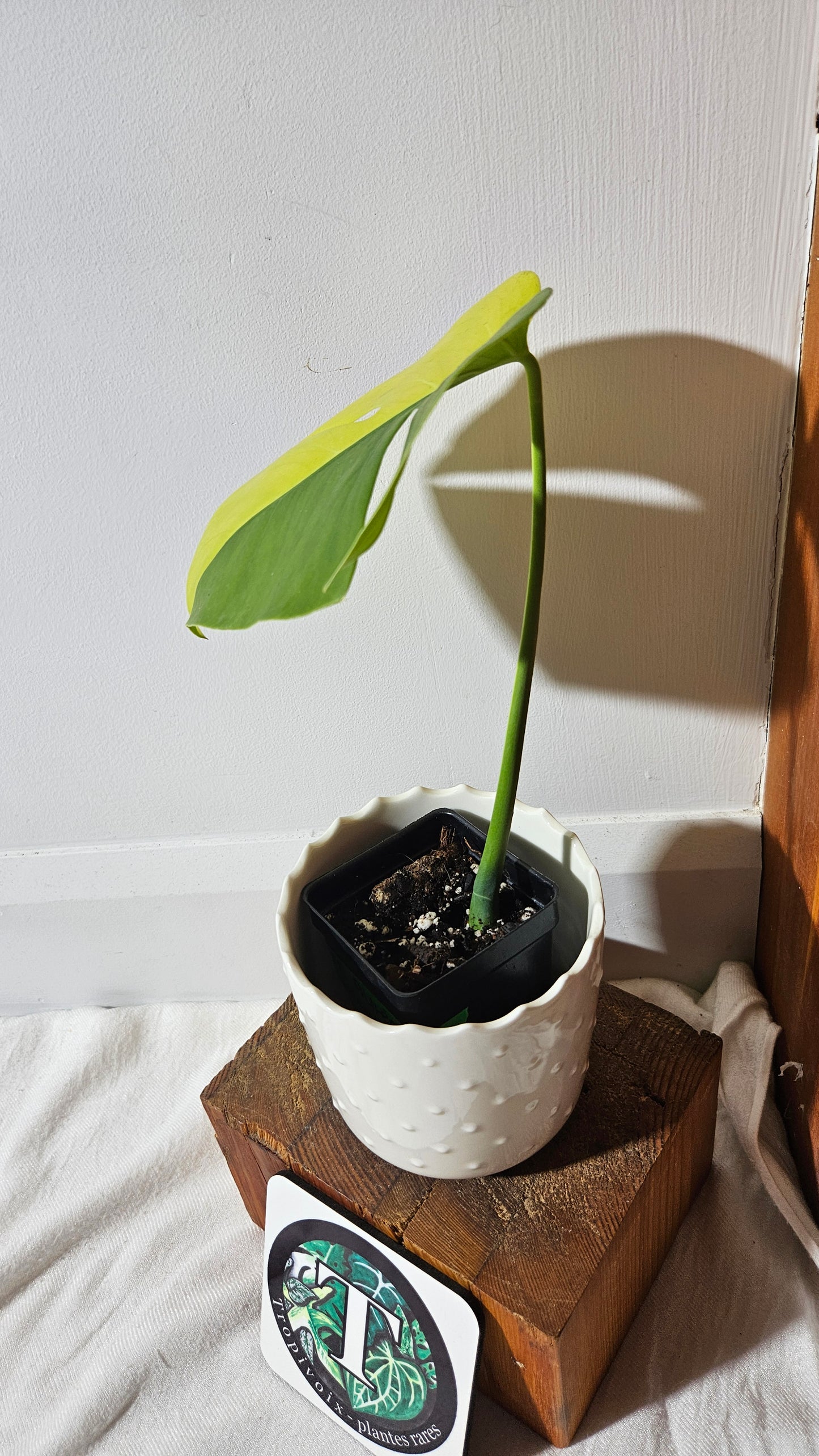 Monstera Aurea "half&half"(MON-413)