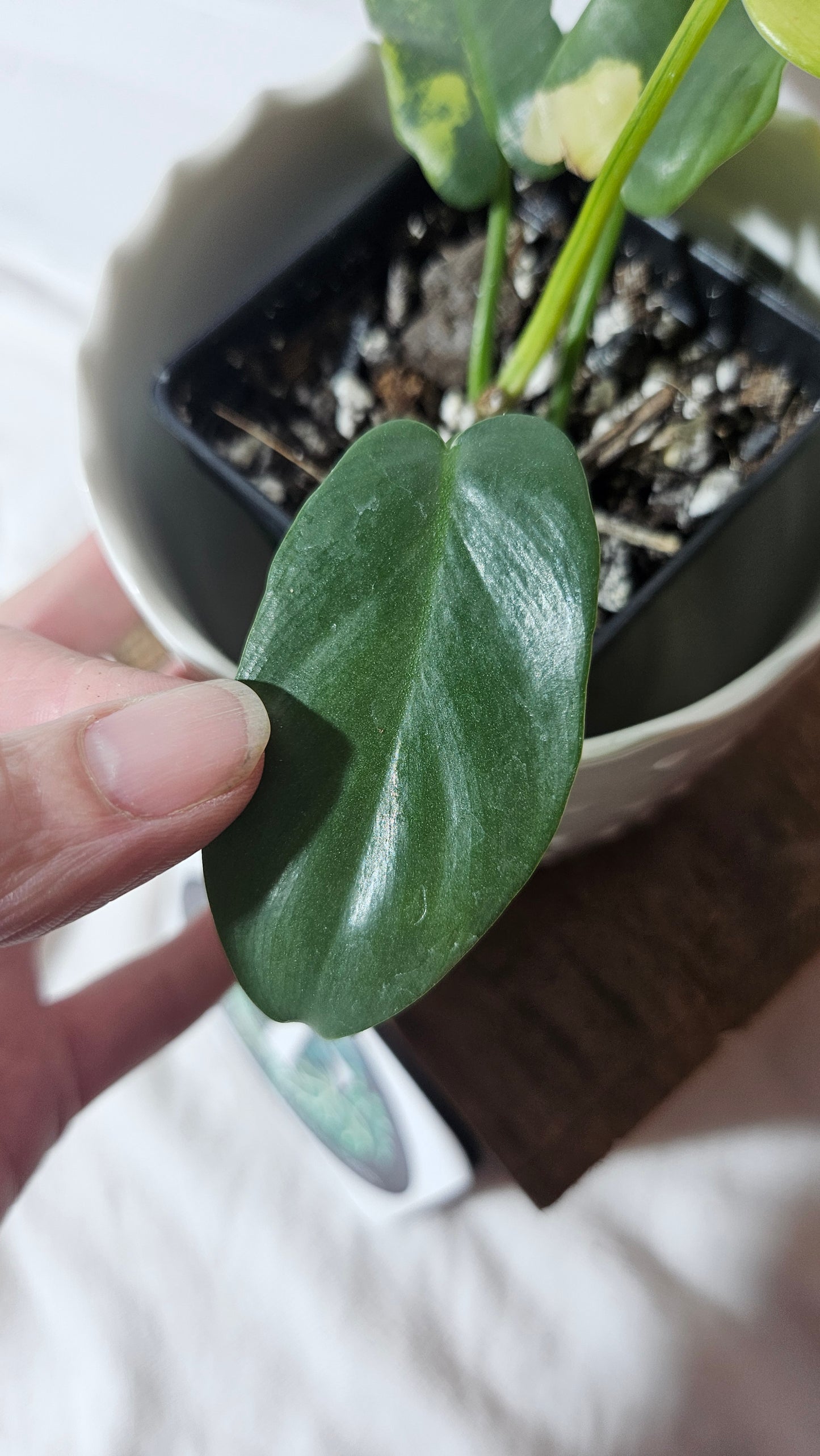 Philodendron Violin Variegata (PHI-634)