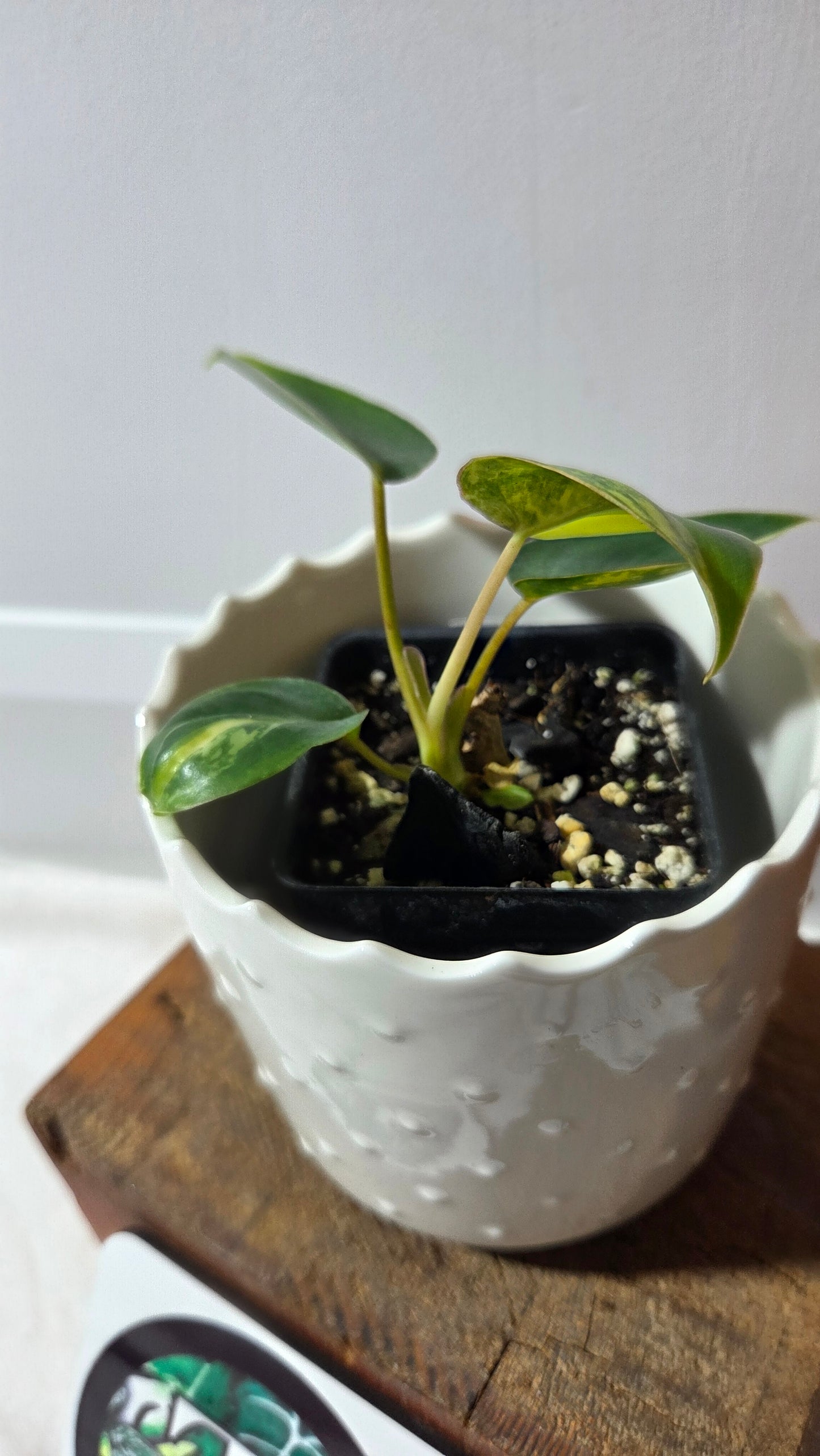 Philodendron Burlemarx Variegata (PHI-967)