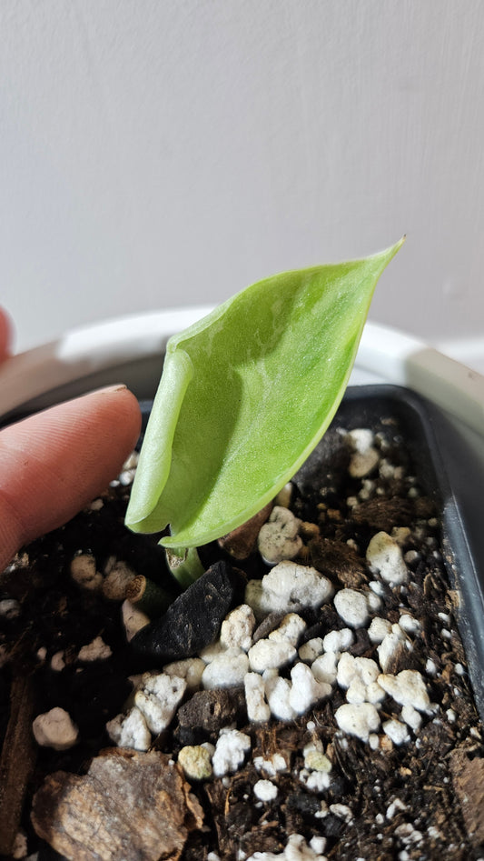 Scindapsus Exotica Sulawesi (SCI-1108)
